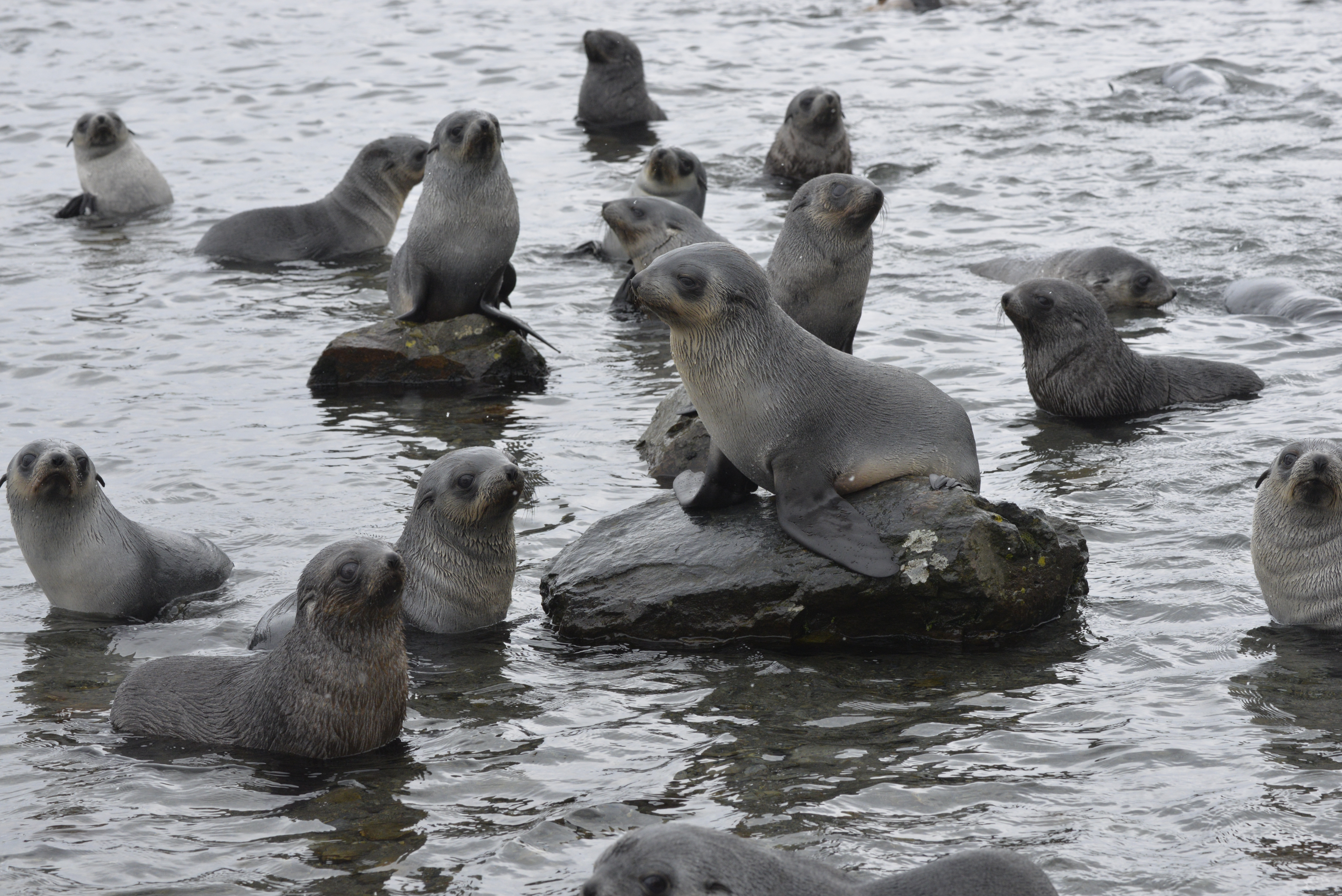 Fur seal pups are among the wildlife on the islands (GSGSSI/PA)