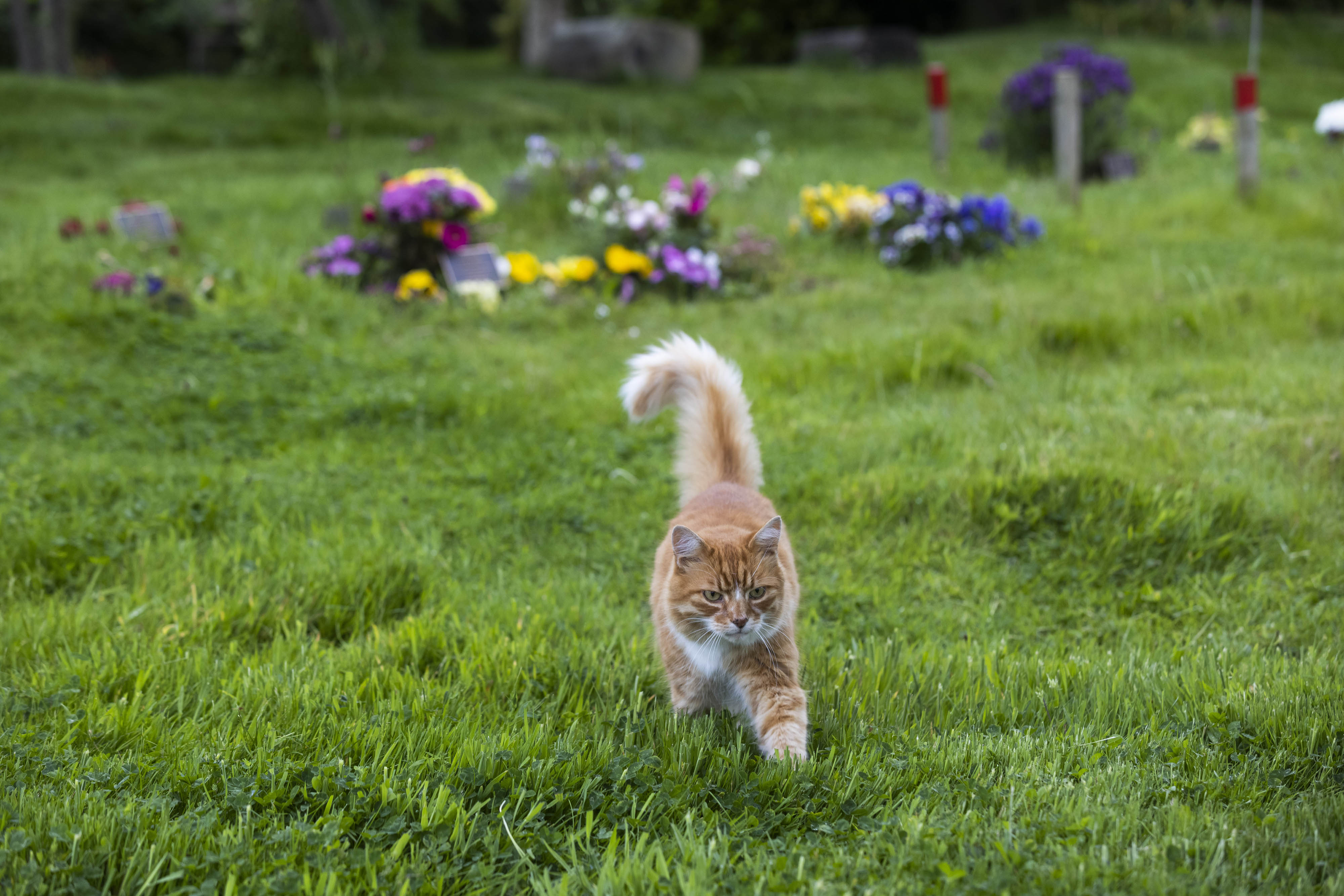 Paddy the cat, who was nominated for the Cats Protection National Cat Awards, as most caring cat