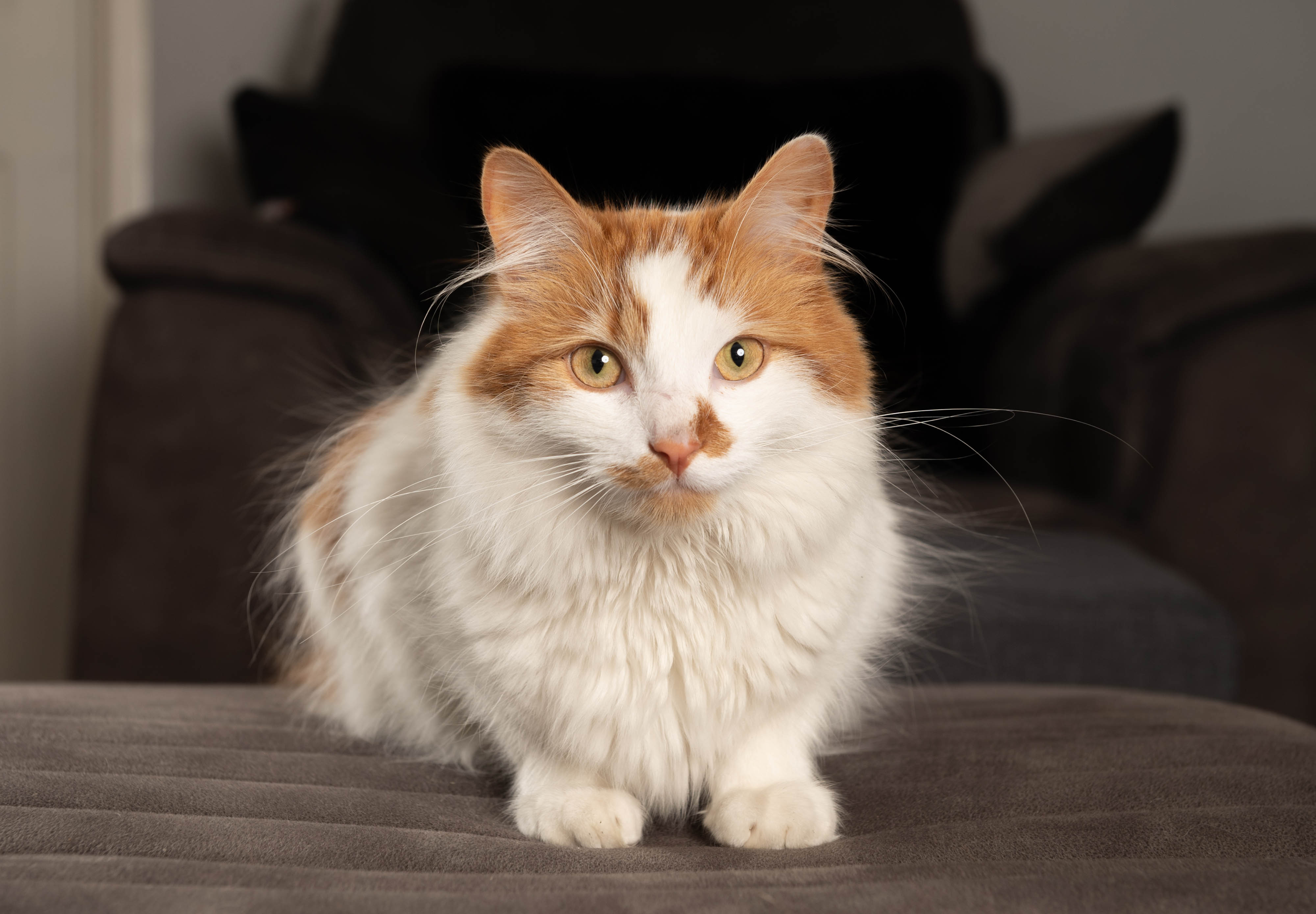 Bruno the cat, a nominee in the 2021 Cats Protection National Cat Awards