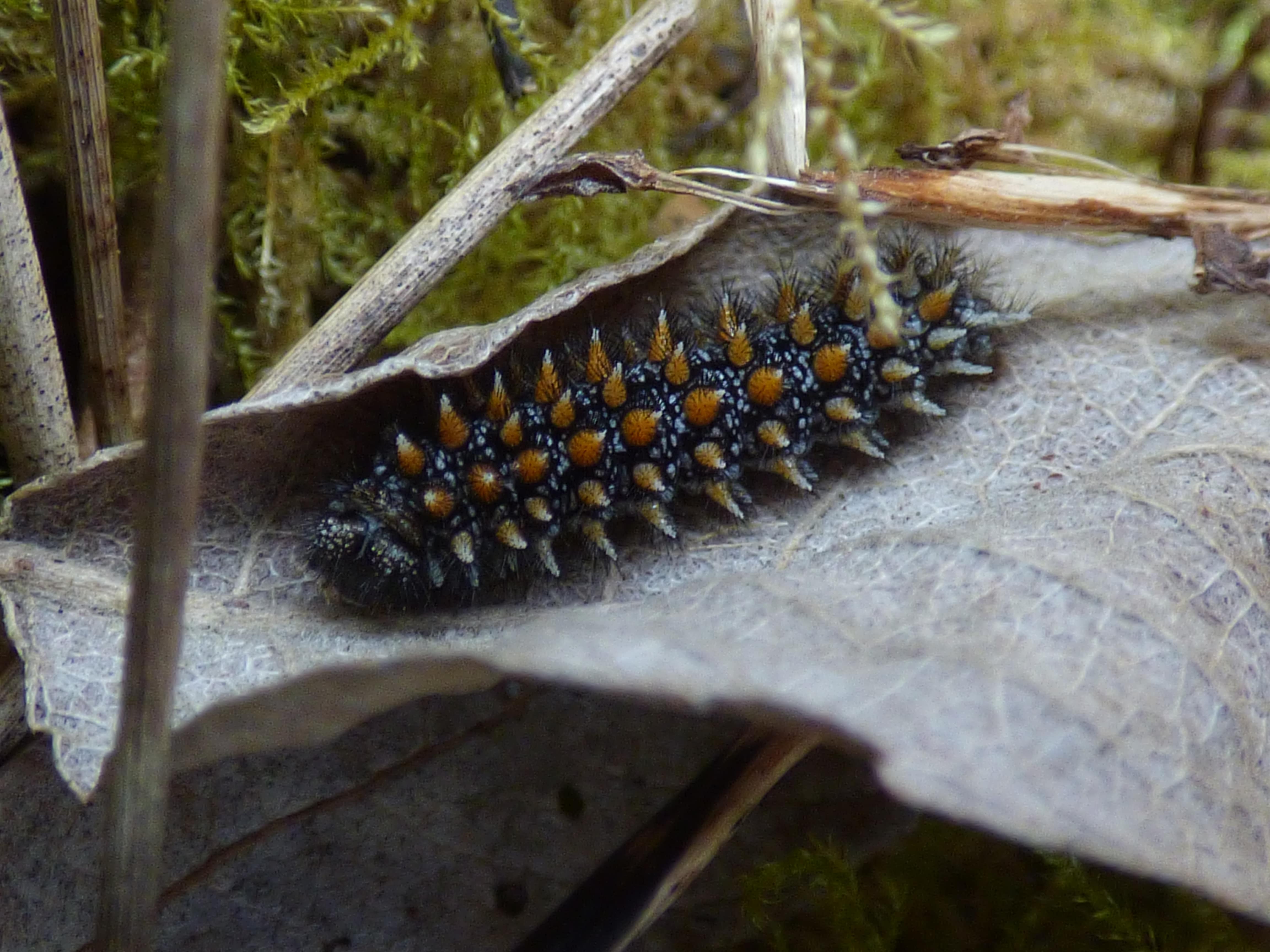 Heath Fritillary larva (Rebecca Levey/Butterfly Conservation/PA)