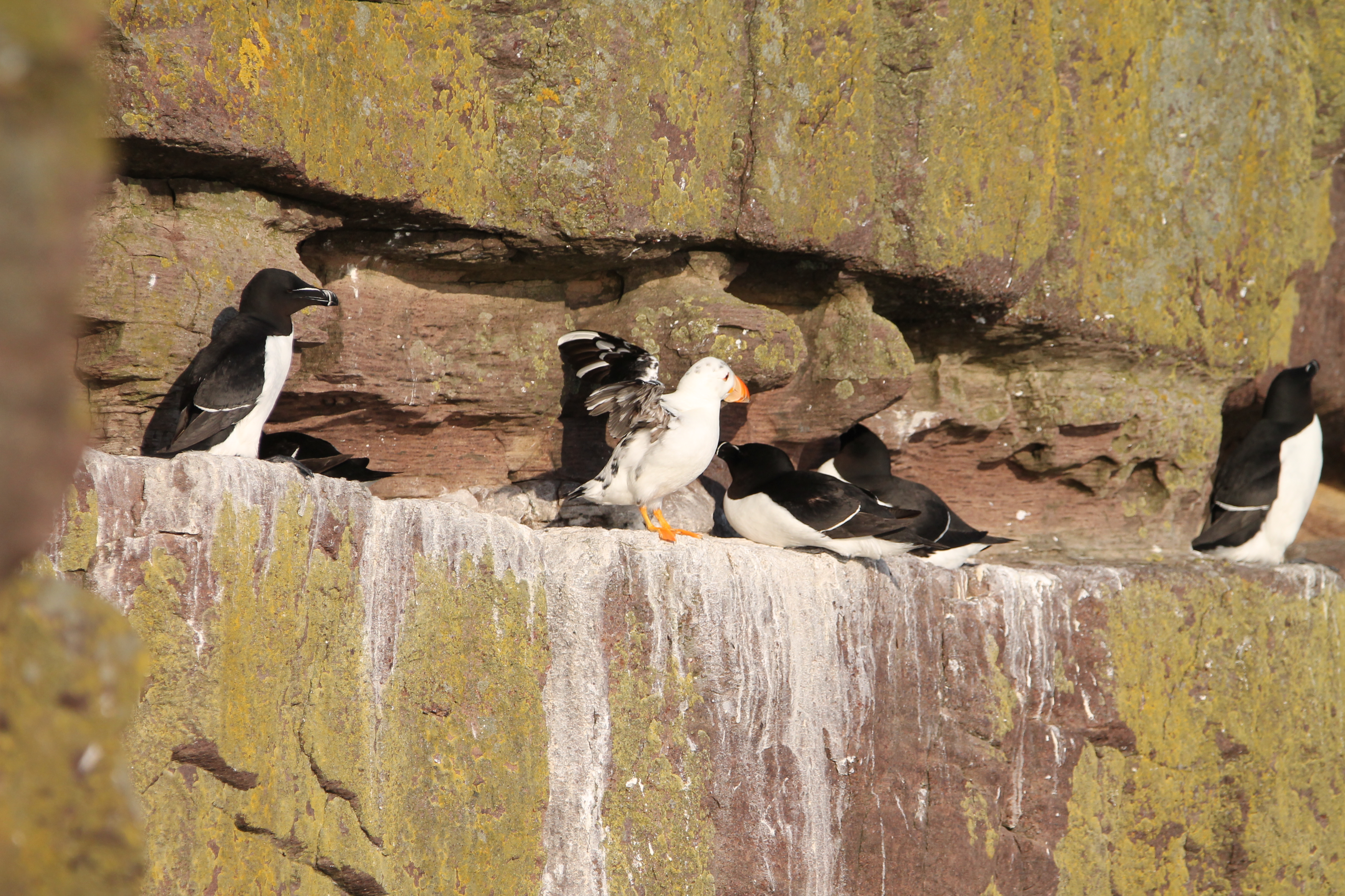 white puffin