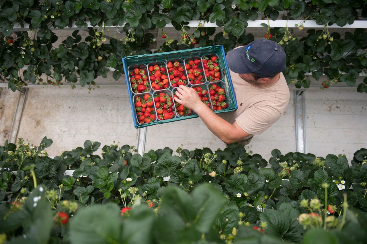 Vertical farming method to produce British strawberries ‘nine months a