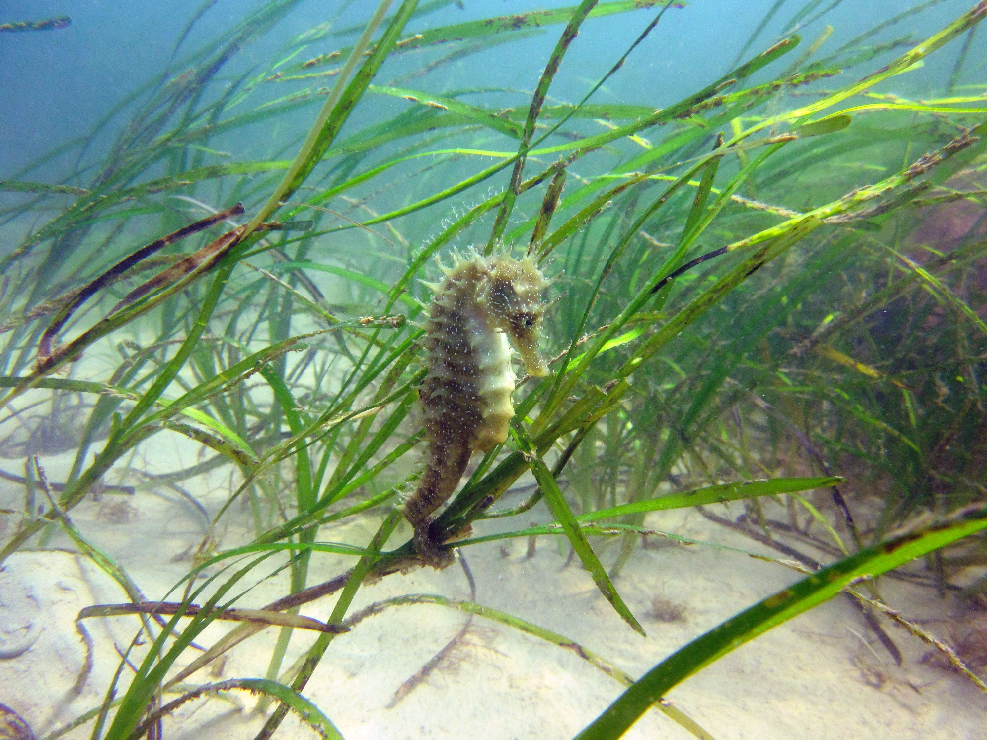 A seahorse in seagrass