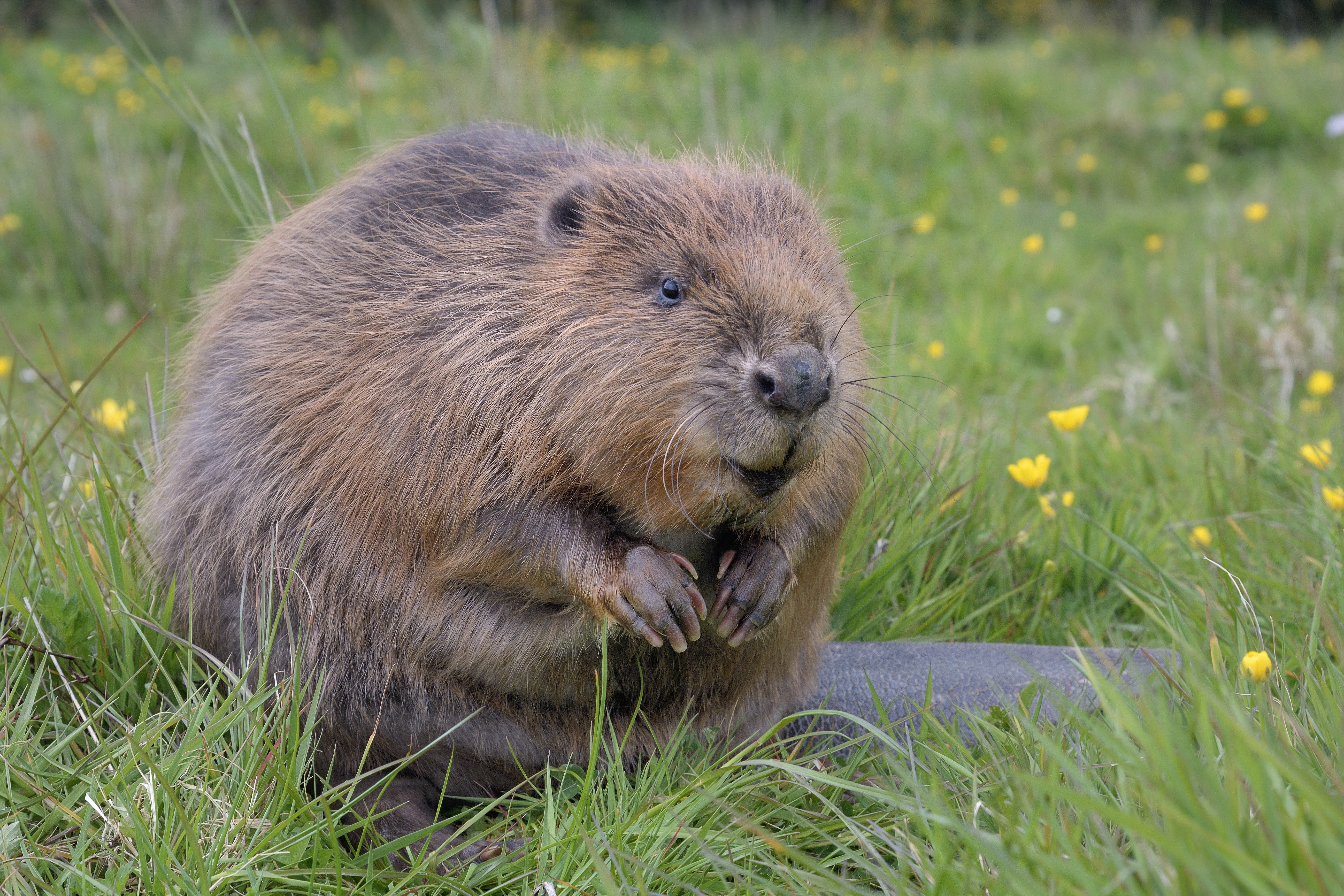 Beaver