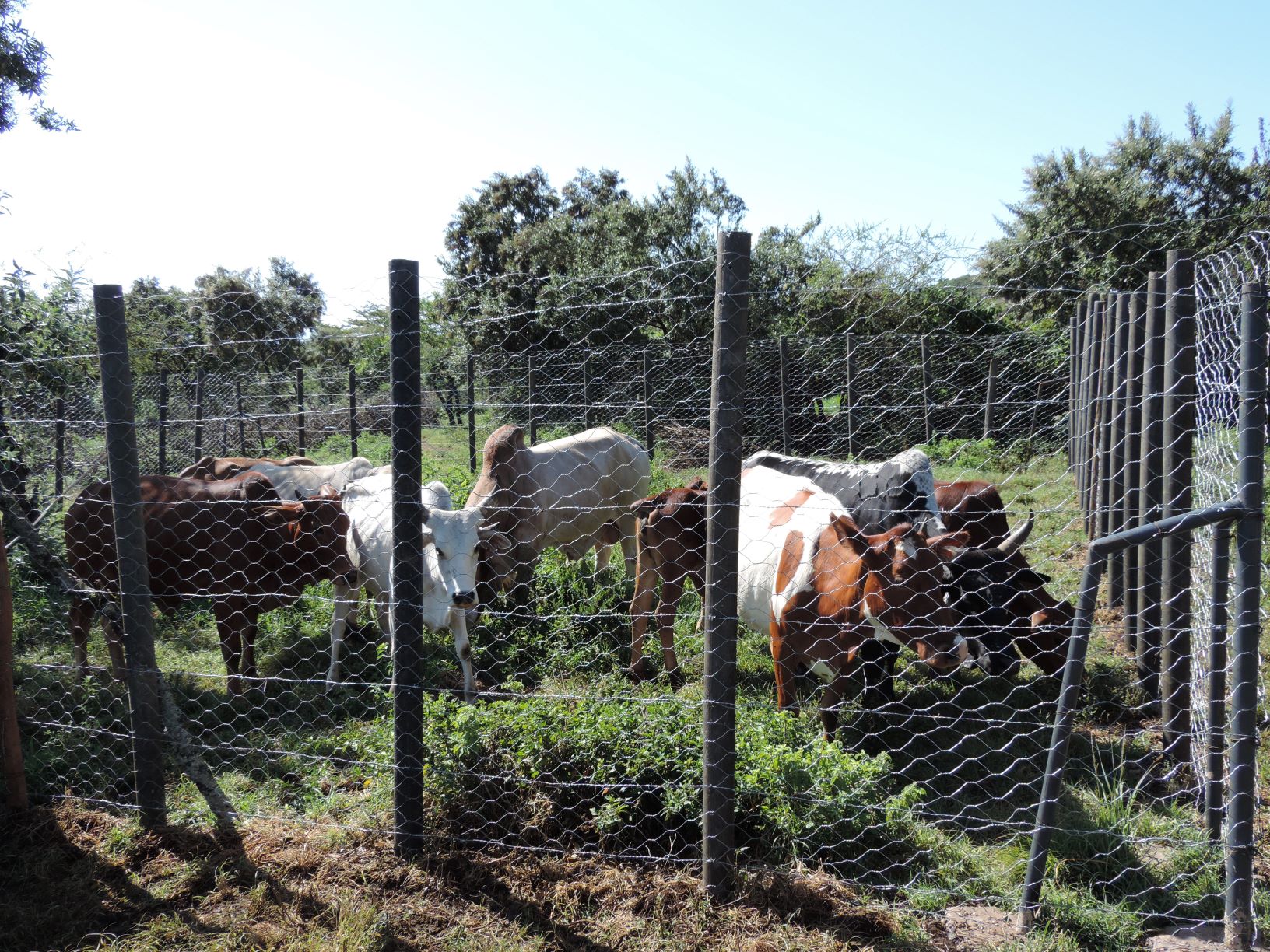 Enclosure built using recycled plastic poles to protect livestock (Mara Predator Conservation Programme/PA)
