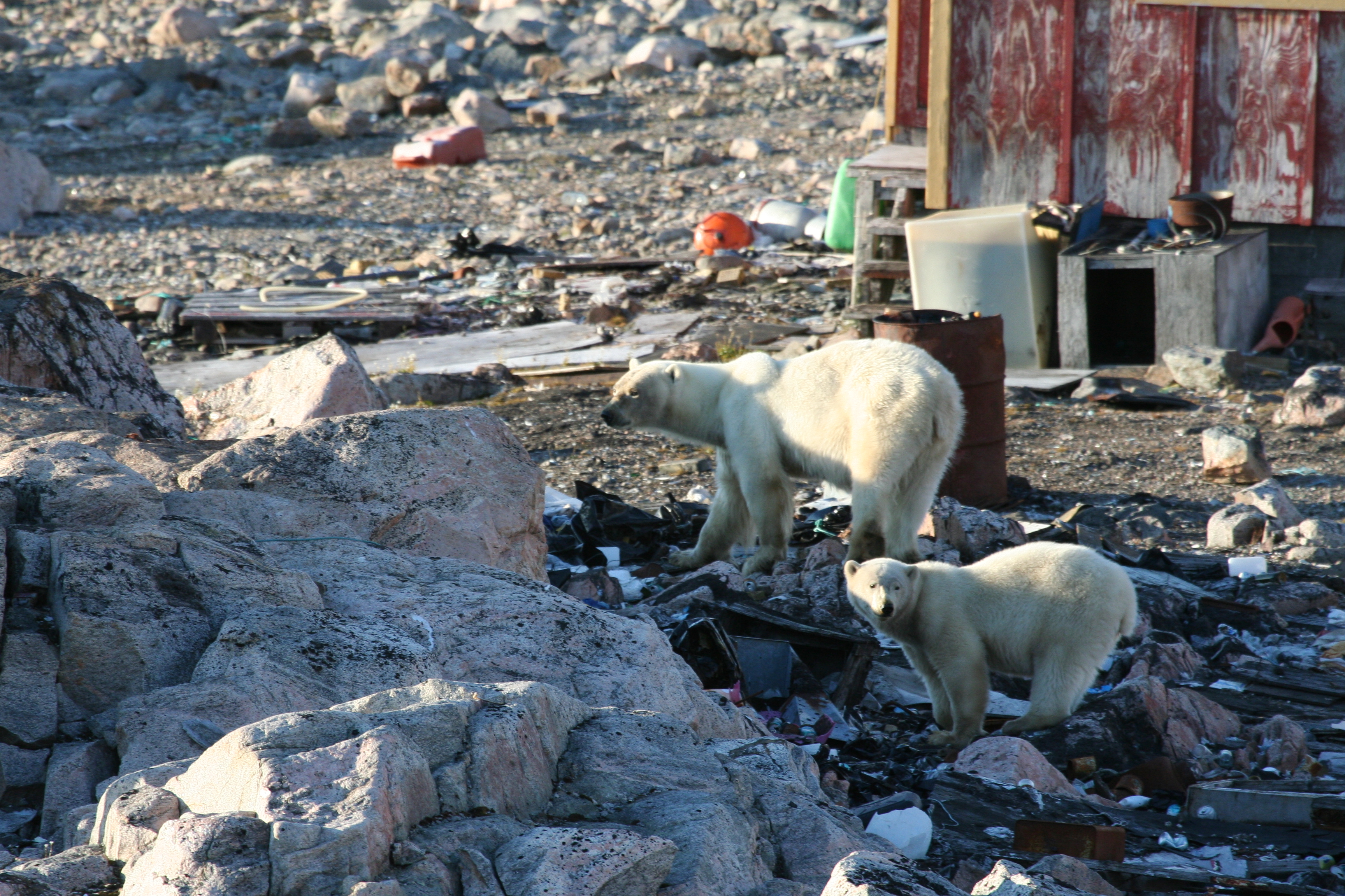 Polar bear mother and cub scavenging, Cape Tobin, Ittoqqortoormiit, Greenland (Charlotte Margaret Moshoj/WWF-DK/PA)