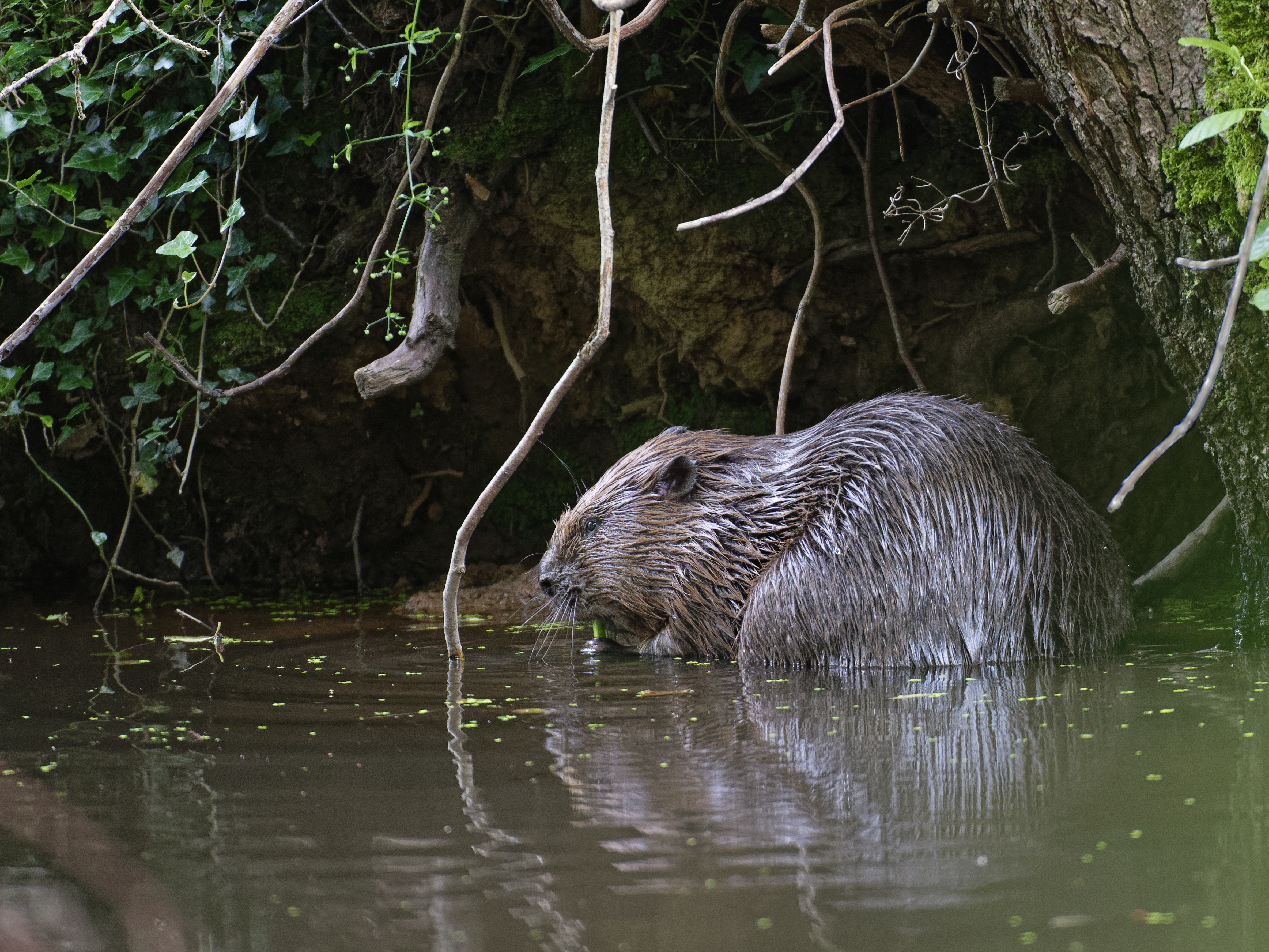 Beaver feeding on the Holnicote Estate in Somerset