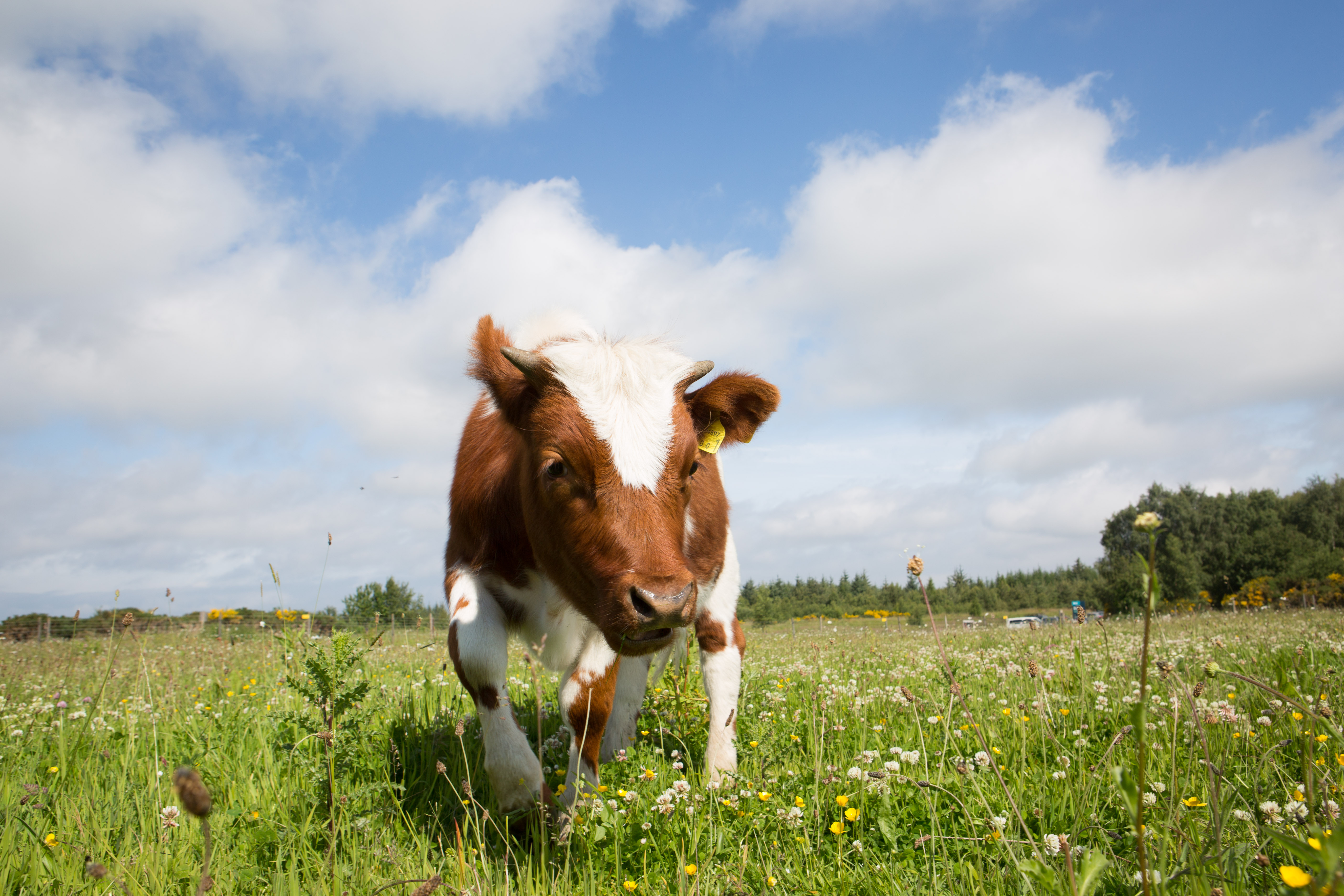 Rocket the calf