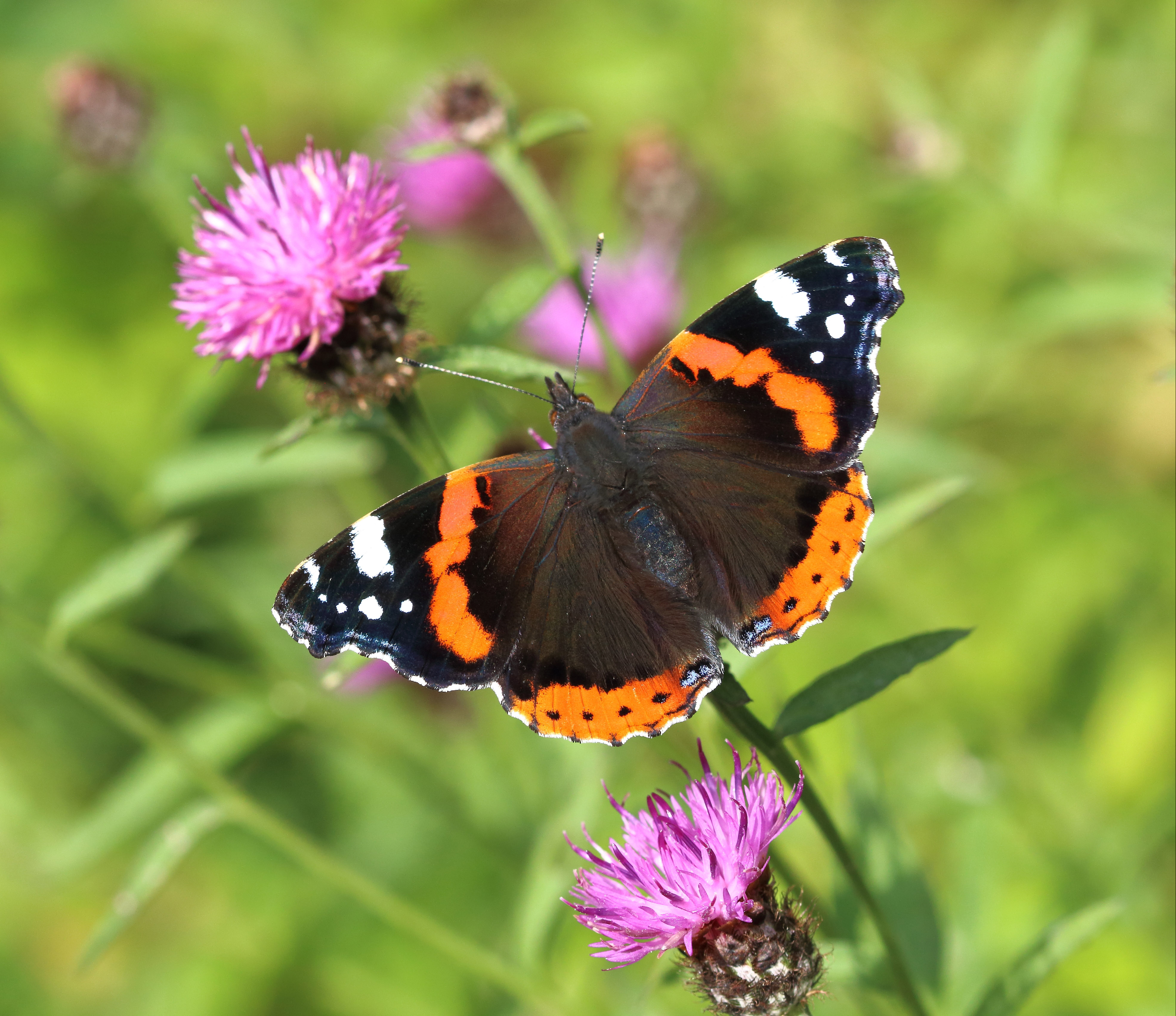 Red admiral butterfly