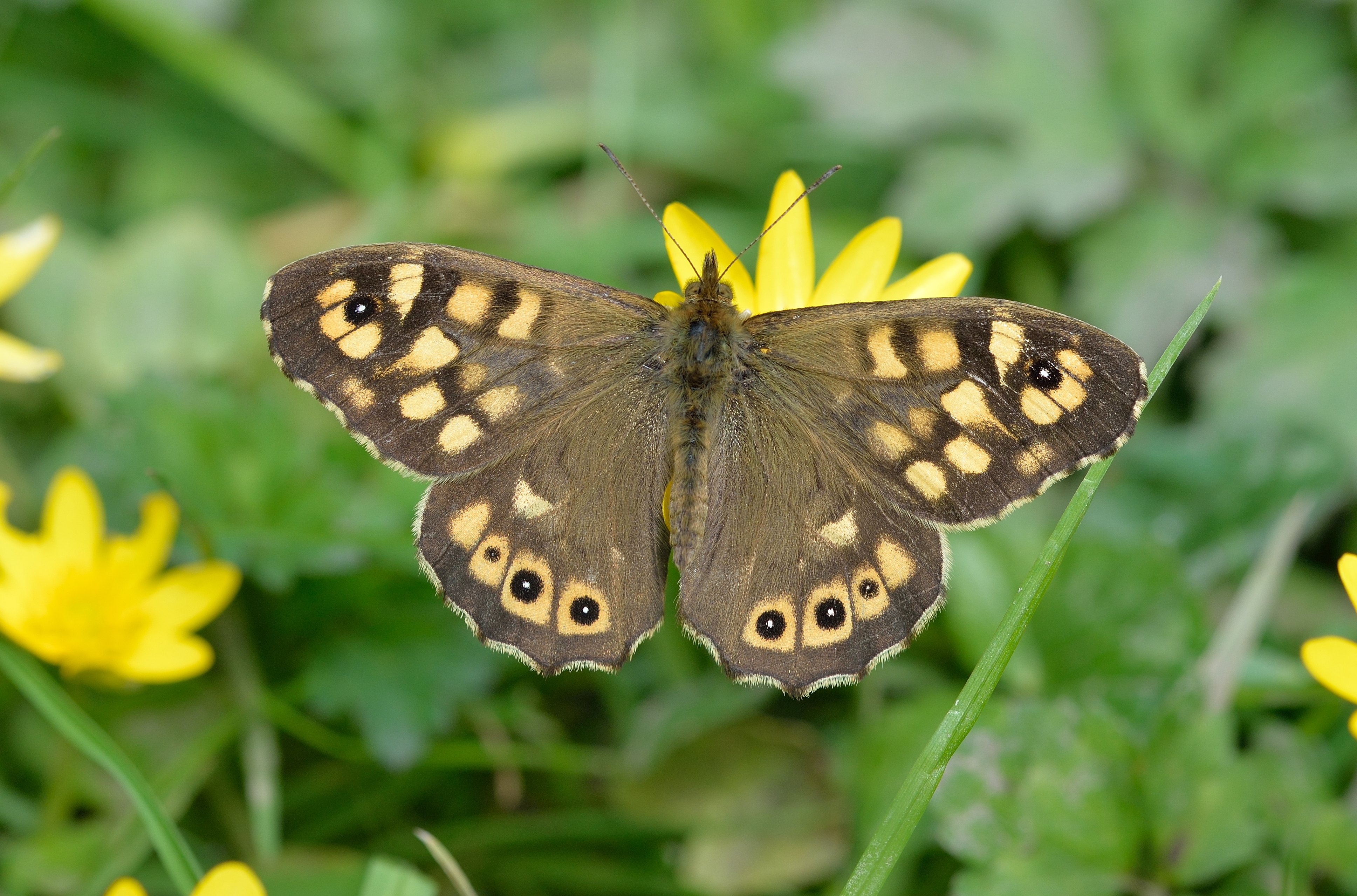 Speckled wood butterfly 