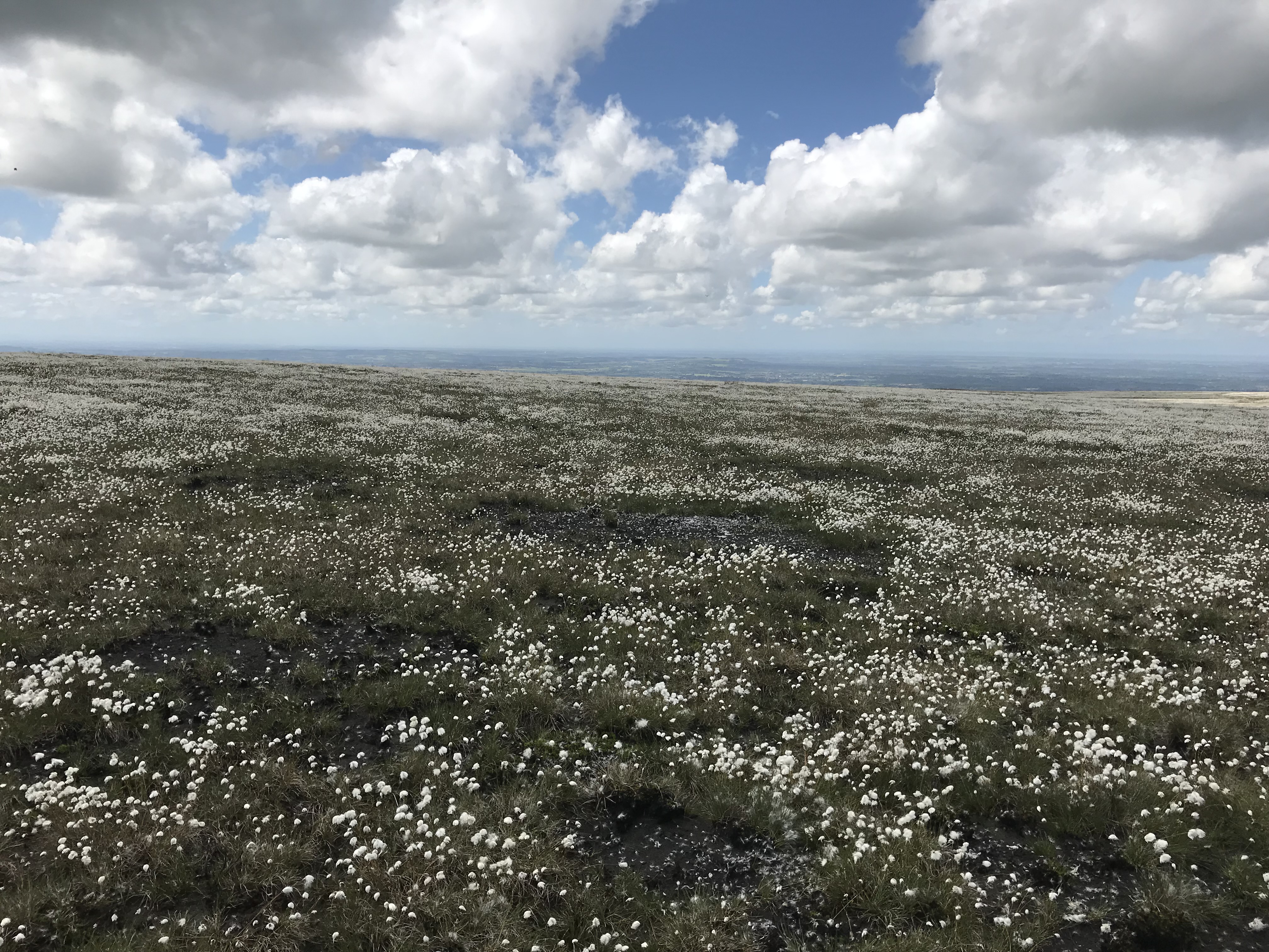 The recovering landscape at Smithills 