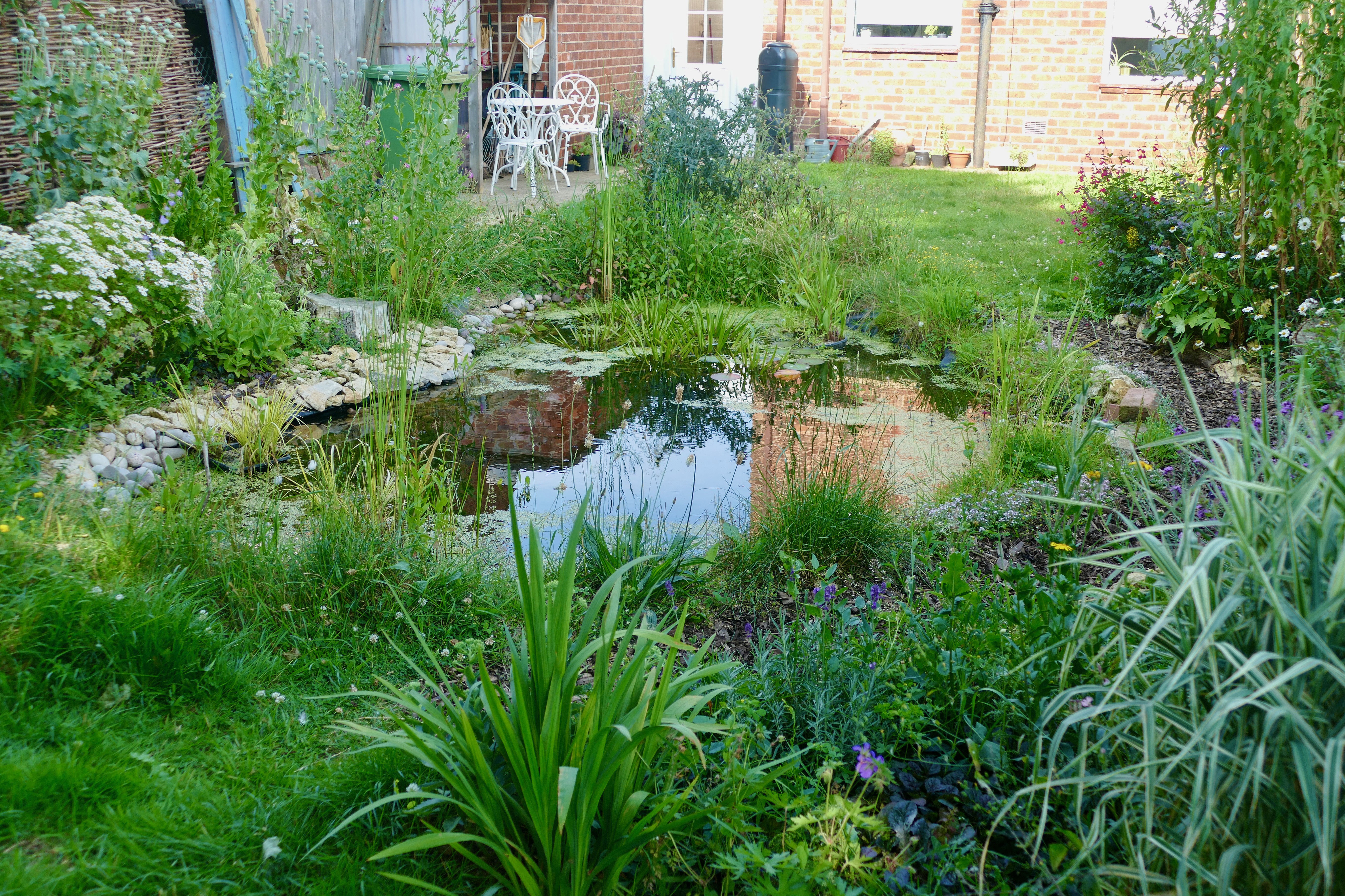 A garden pond (British Dragonfly Society/PA)