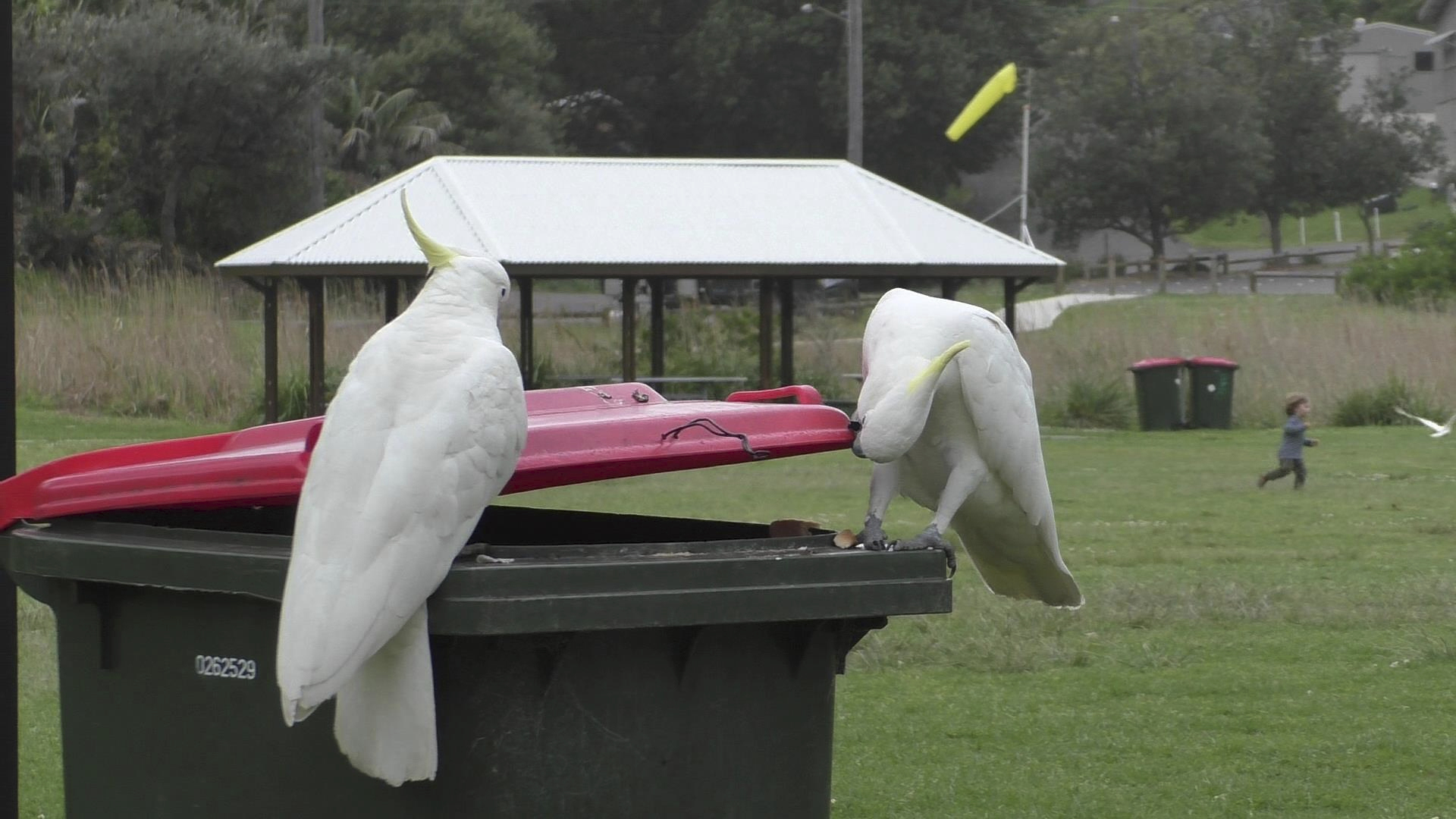 The birds learn to open bins