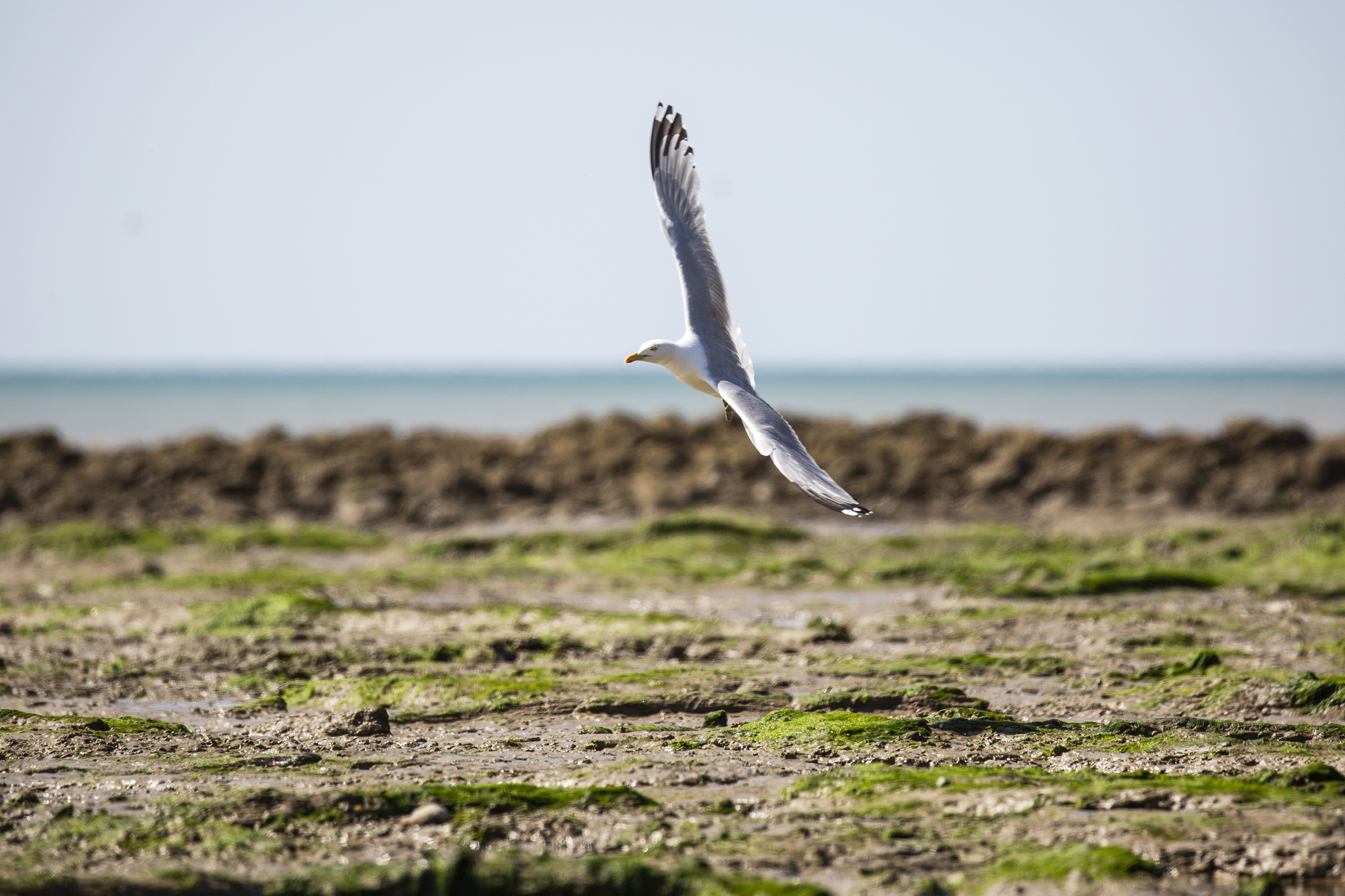 A gull flying above a beach