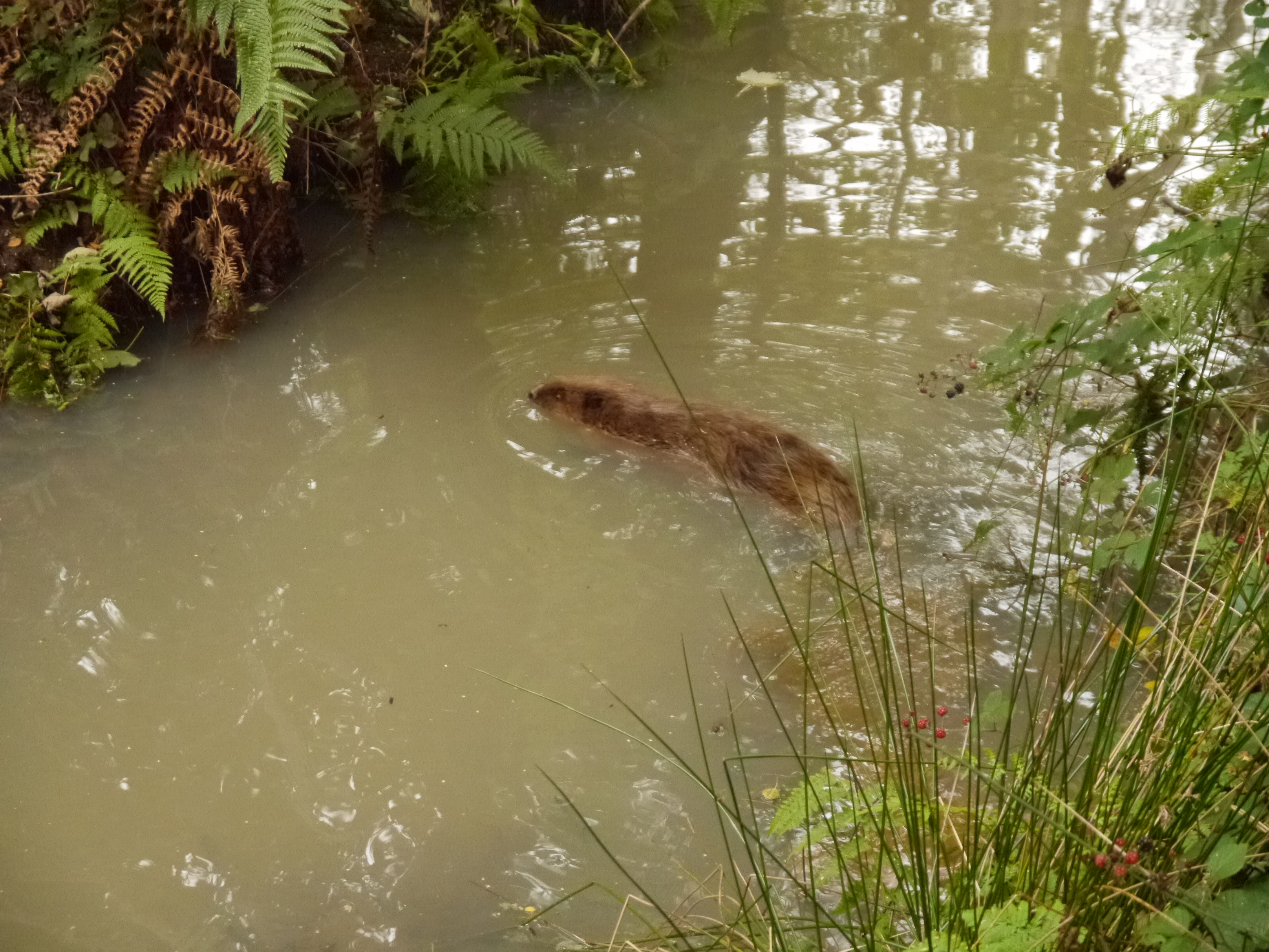 An adult beaver at Wild Ken Hill in Norfolk, where a baby beaver has been captured on camera. (Wild Ken Hill/ PA)