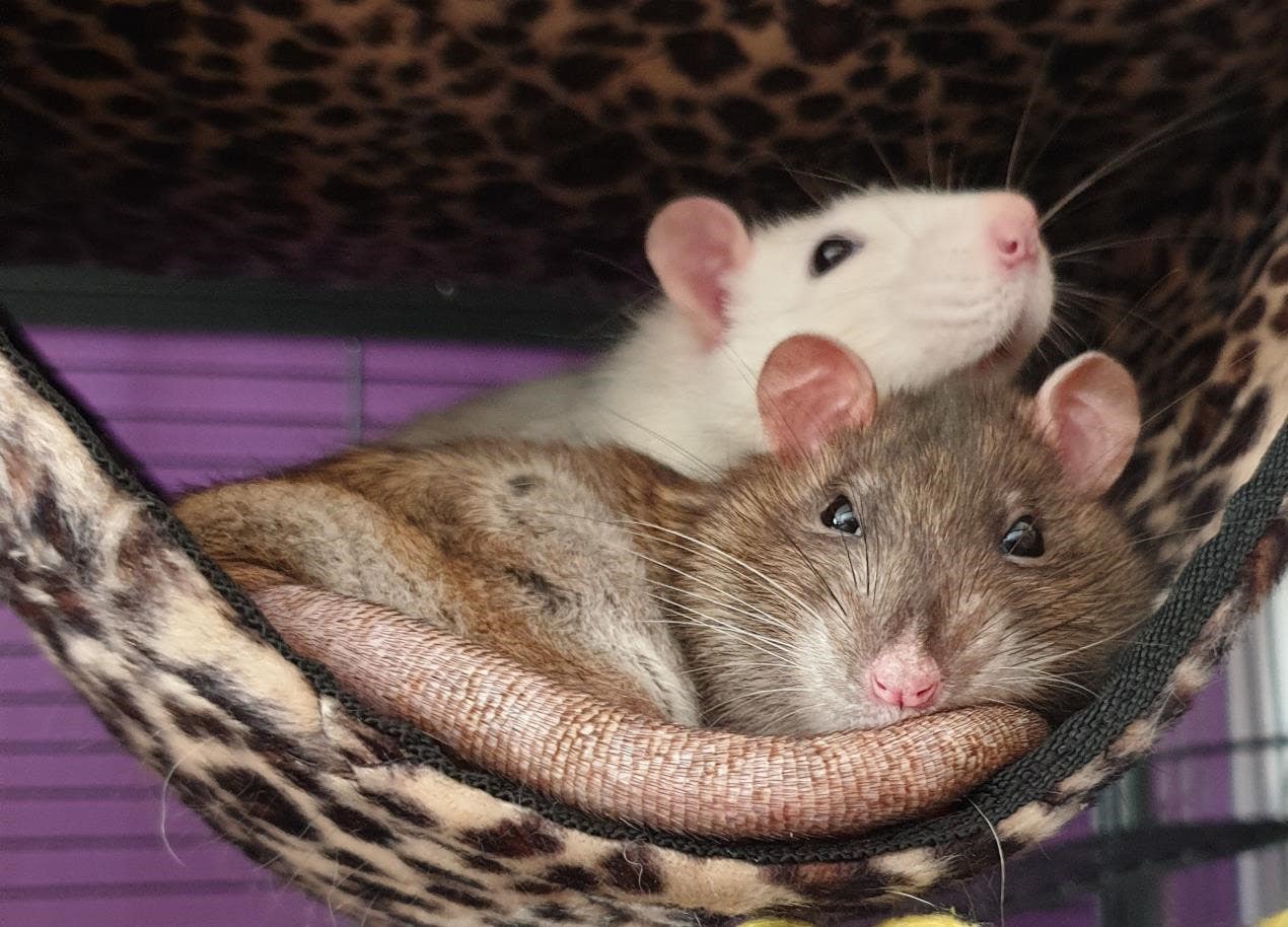 Крысы друзья