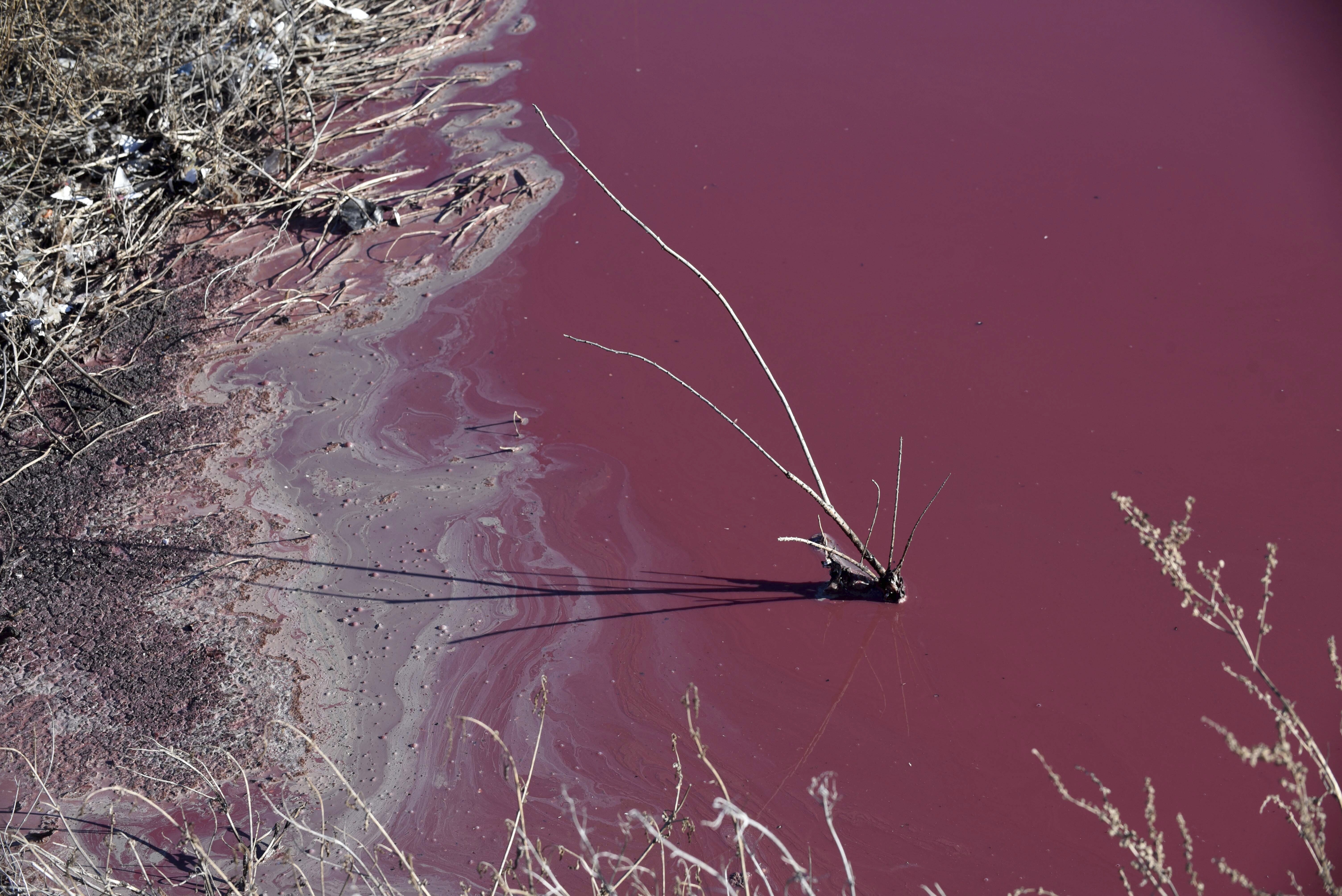 A dead bush sticks out of the water near the shore of Corfo lagoon, that has turned a striking shade of pink