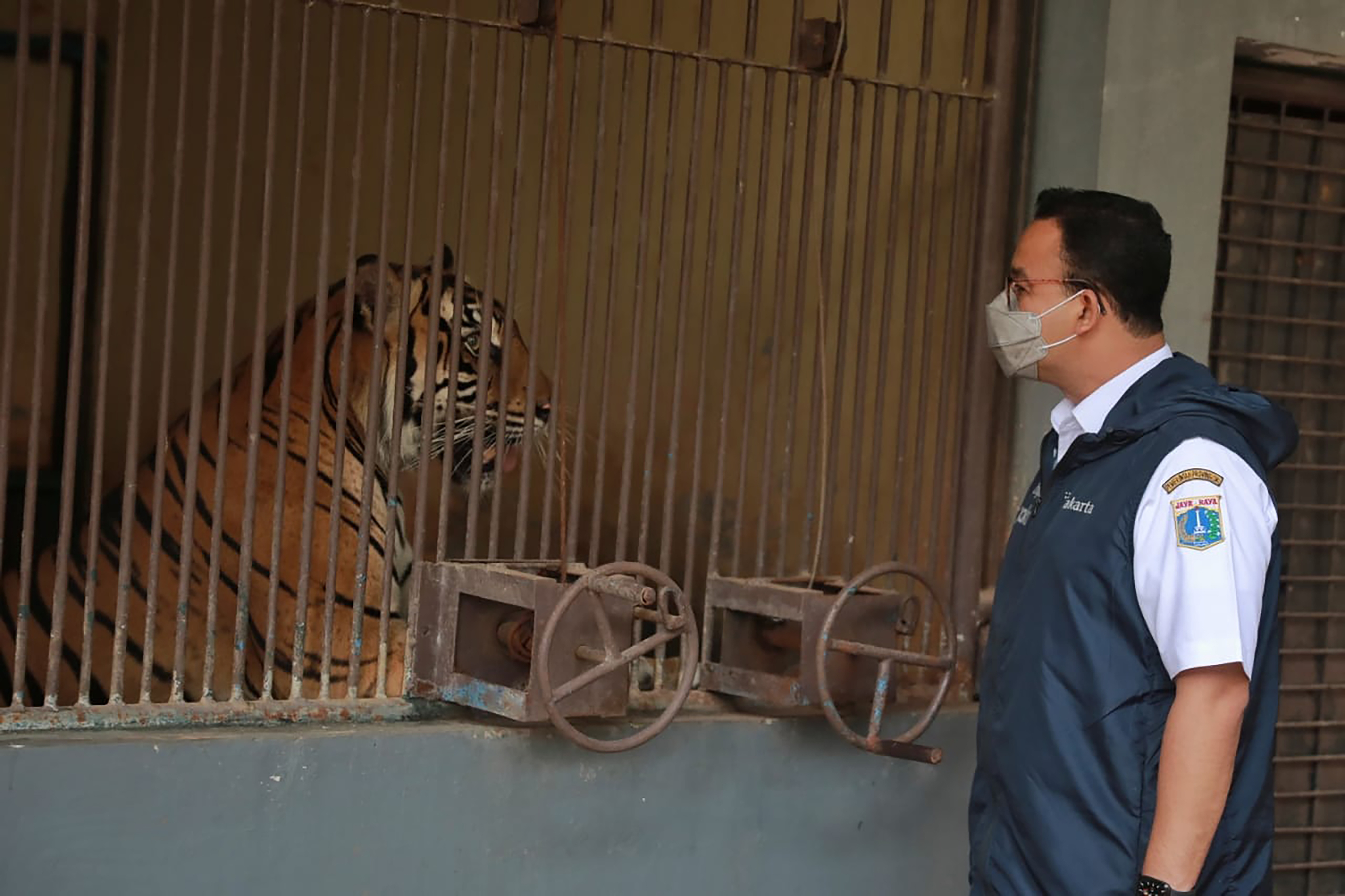 Two tigers were infected (Jakarta provincial government/AP)
