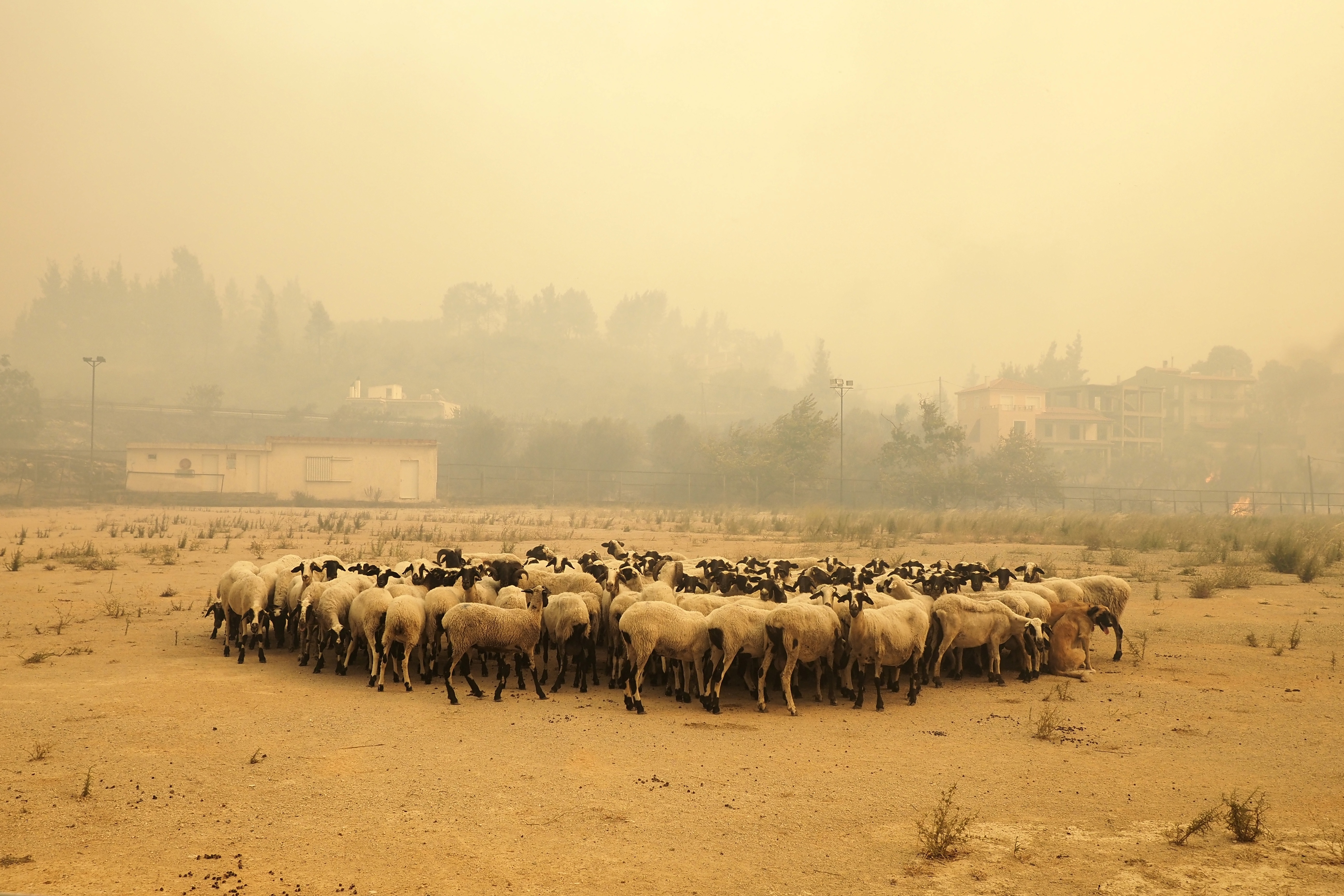 Sheep gather during a wildfire near Limni village on the island of Evia