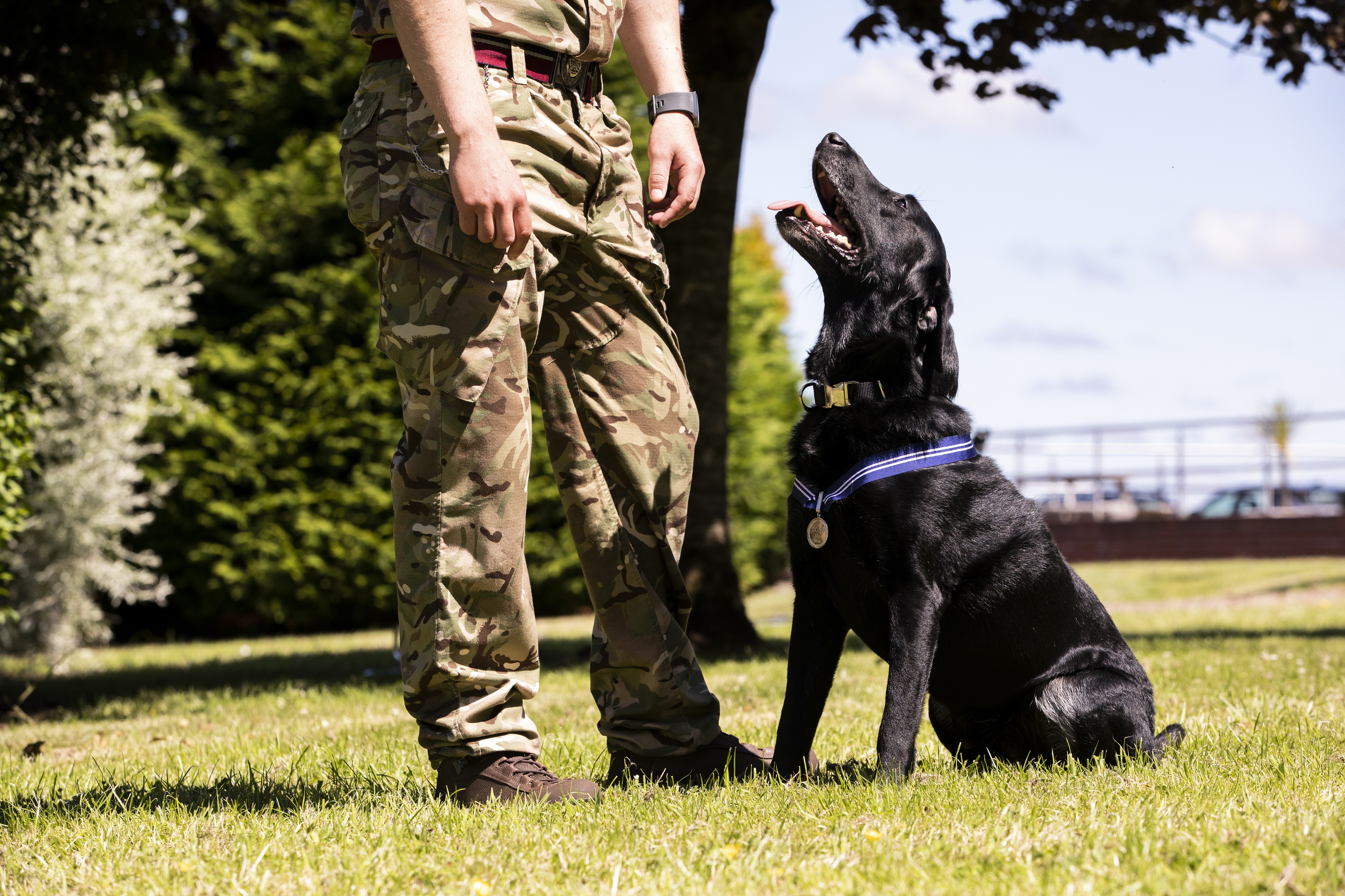 AJ, who completed six full years of active service & thousands of search hours, has been recognised with the Animals OBE by PDSA