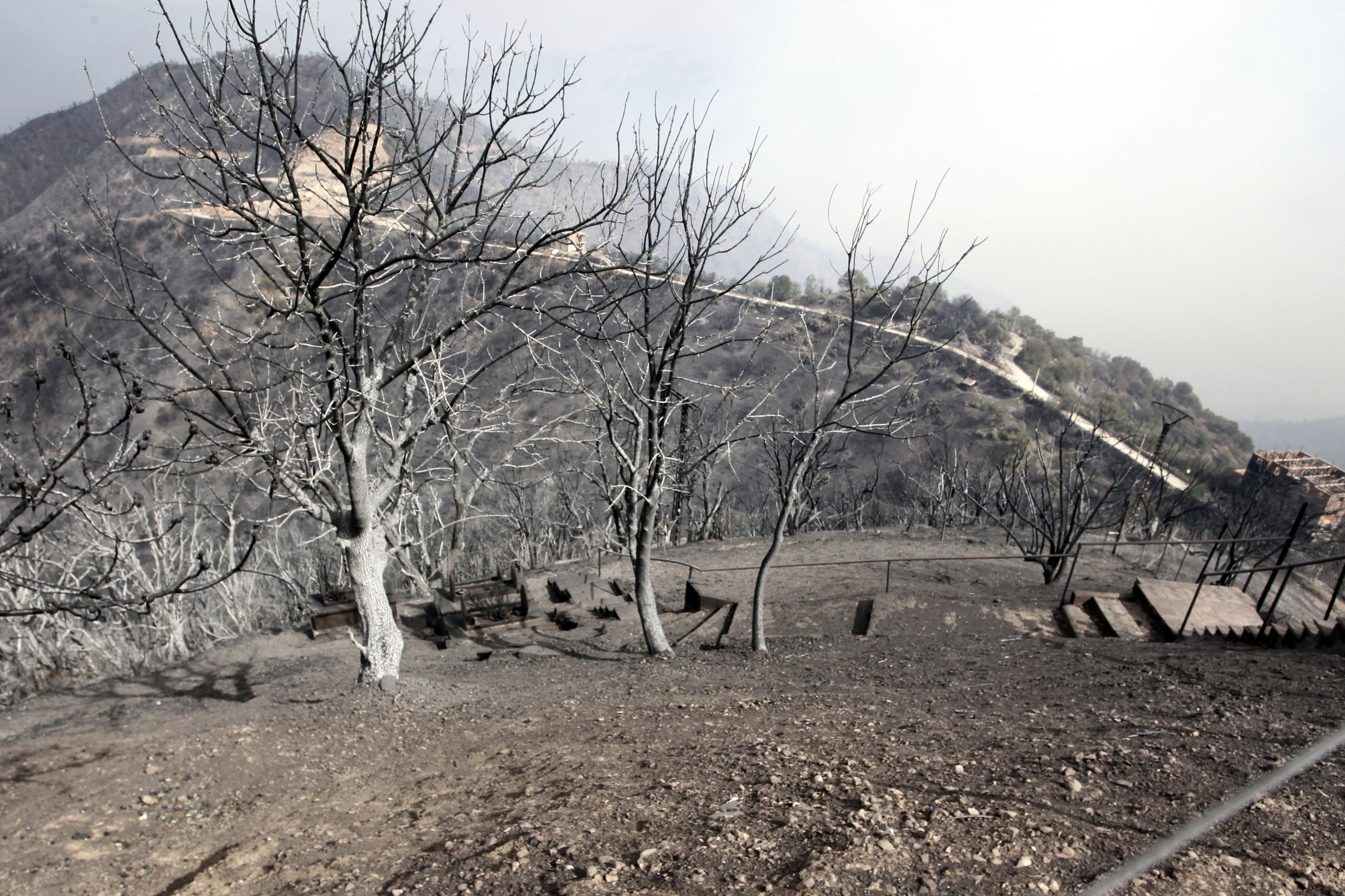 Algeria wildfires