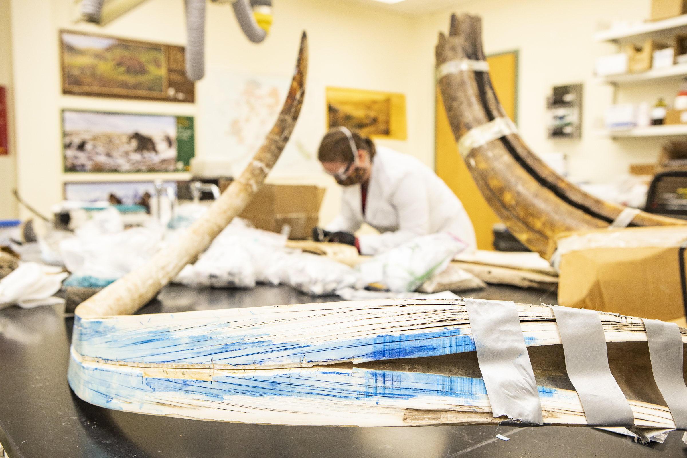 A view of a split mammoth tusk at the Alaska Stable Isotope Facility at the University of Alaska Fairbanks