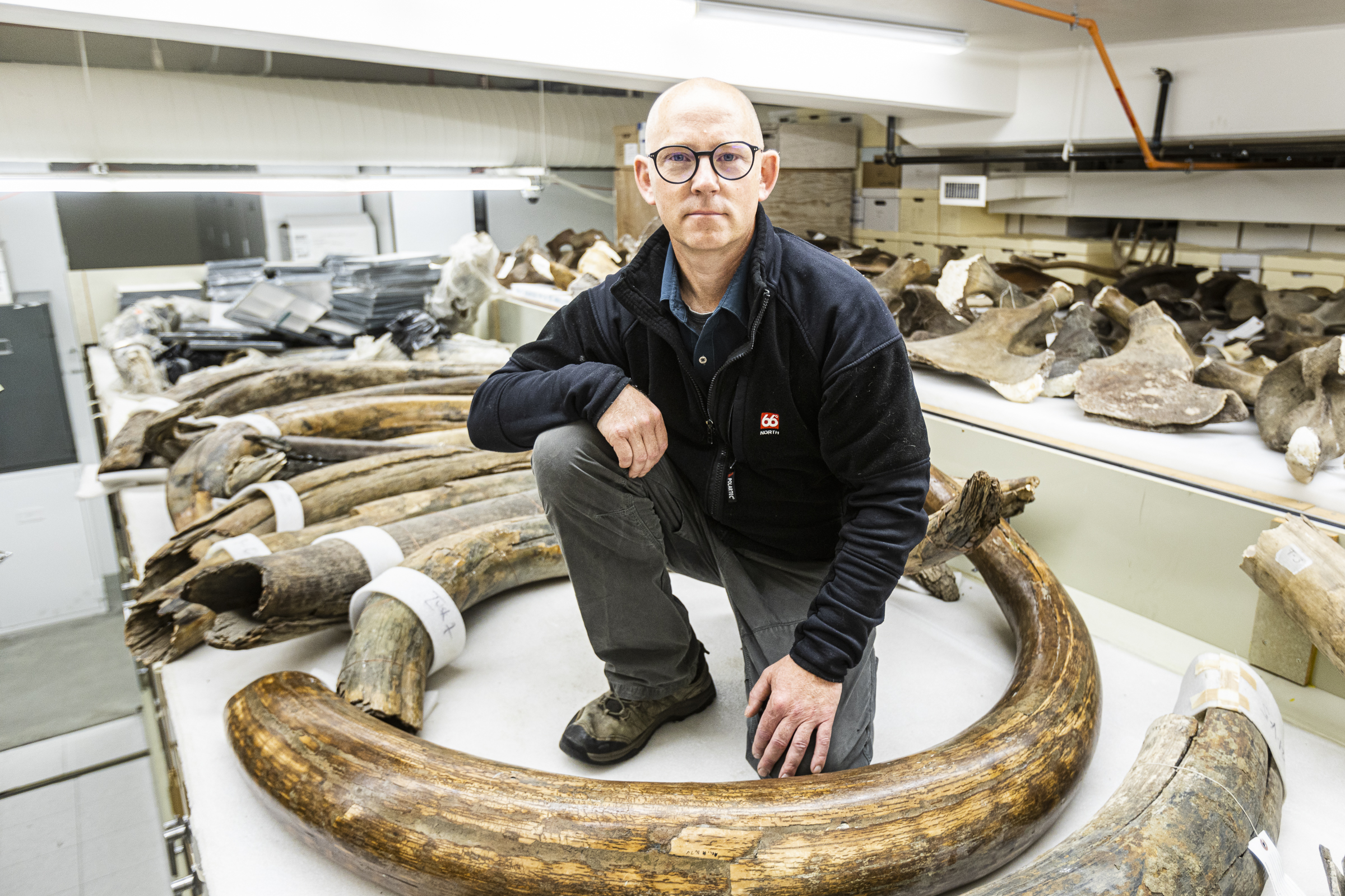 Mat Wooller, director of the Alaska Stable Isotope Facility, among a collection of some of the mammoth tusks at the University of Alaska Museum of the North