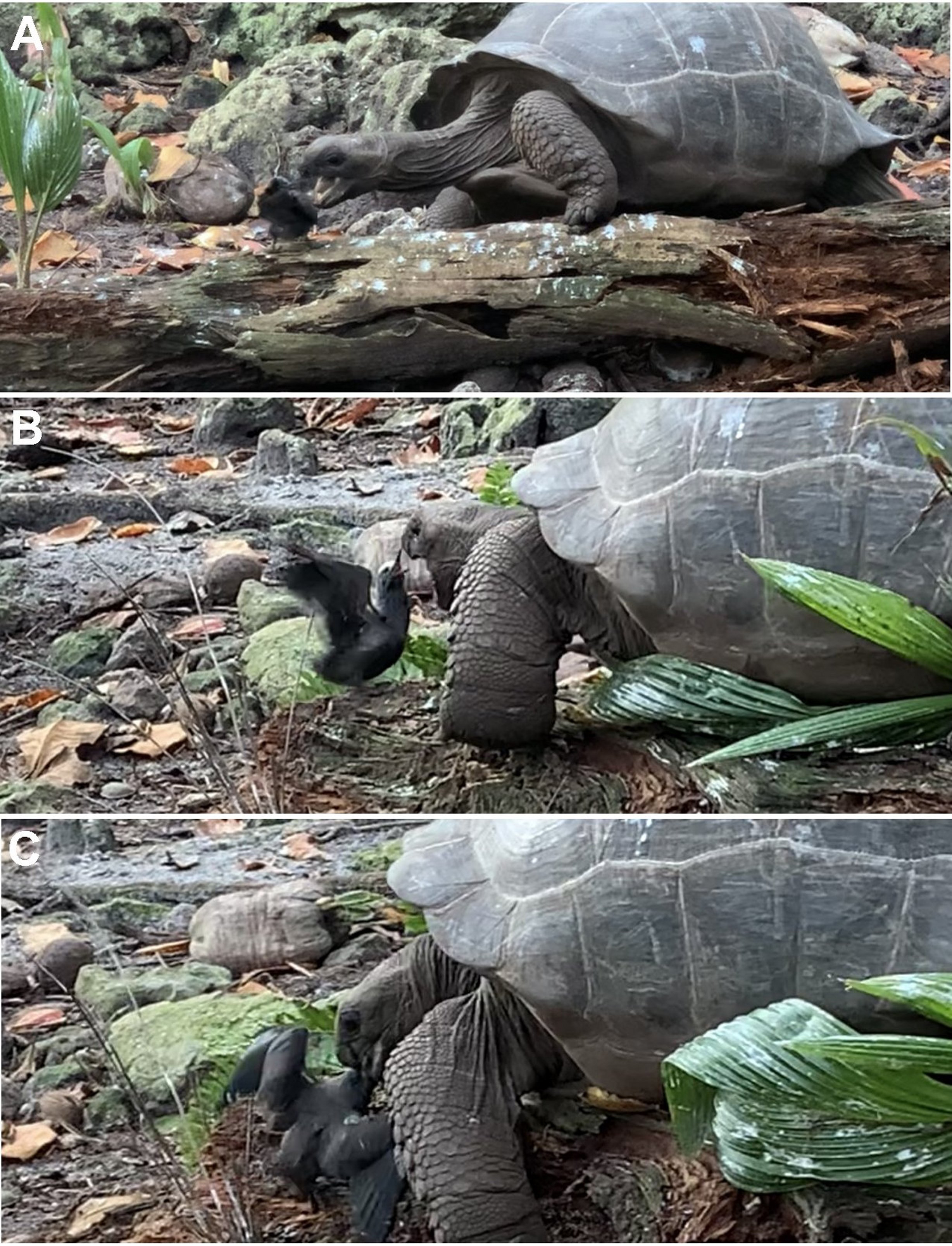 Giant tortoise eating tern chick