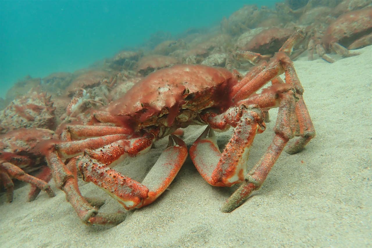 Crab phenomenon captured on camera just off Cornwall beach Daily Echo
