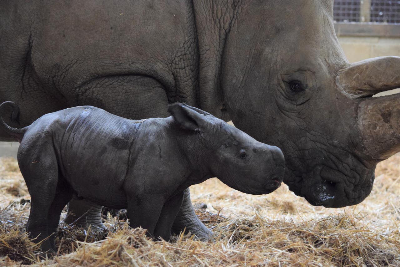 White rhino born at Whipsnade Zoo | Shropshire Star