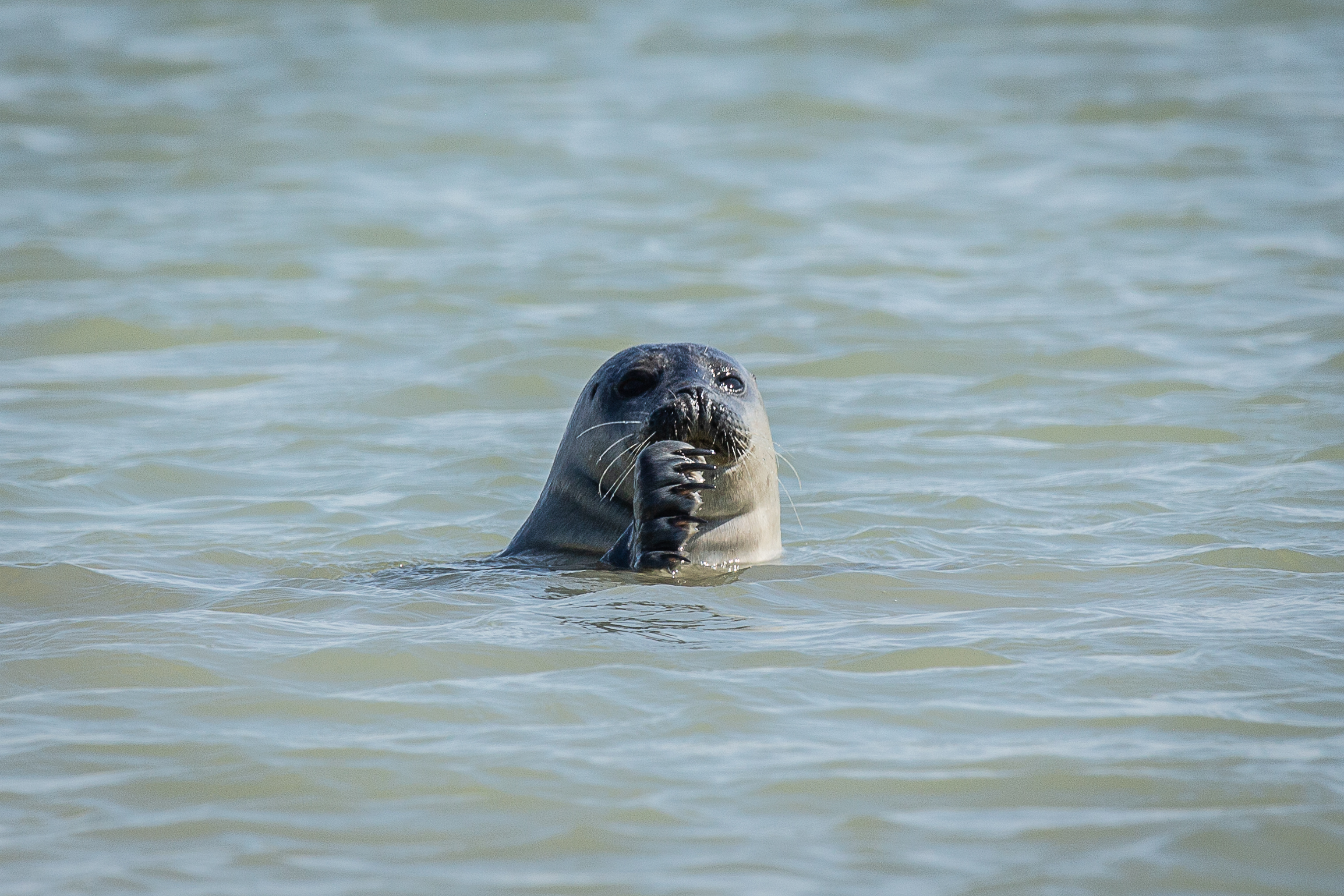 Seal in the water