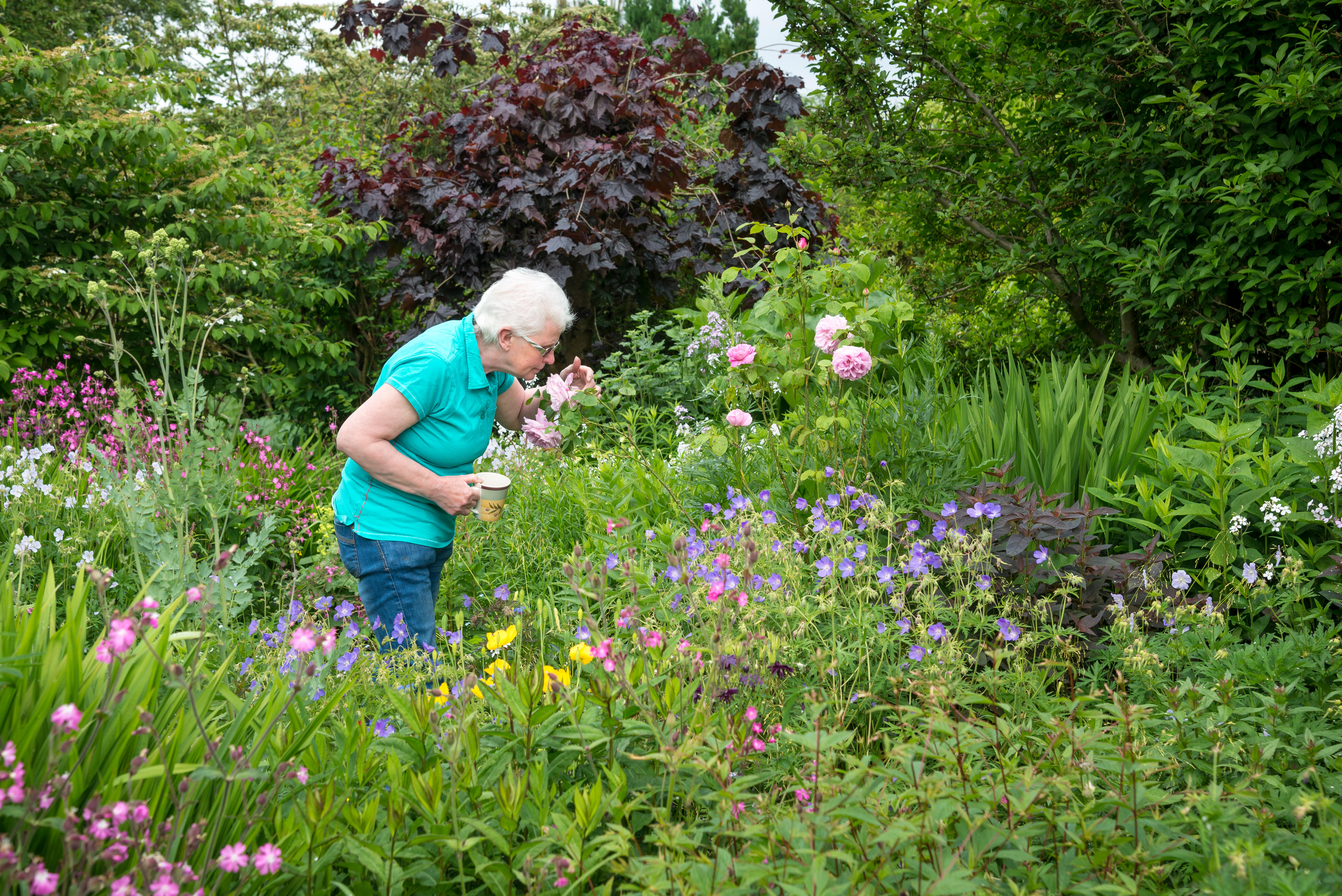 Mature lady smells roses in an english country garden