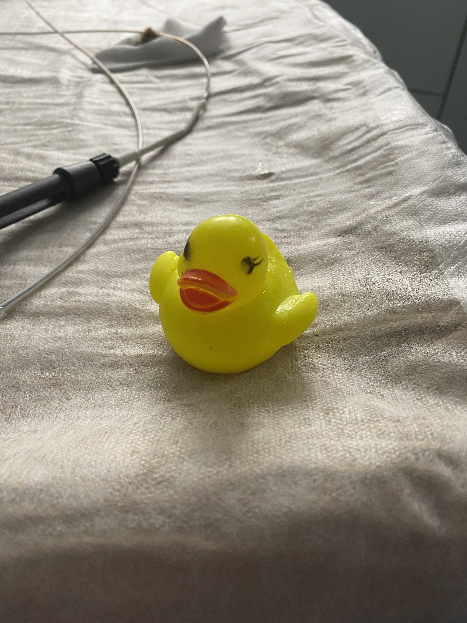 The rubber duck after being hooked at Pride in Derby after being swallowed by a dog