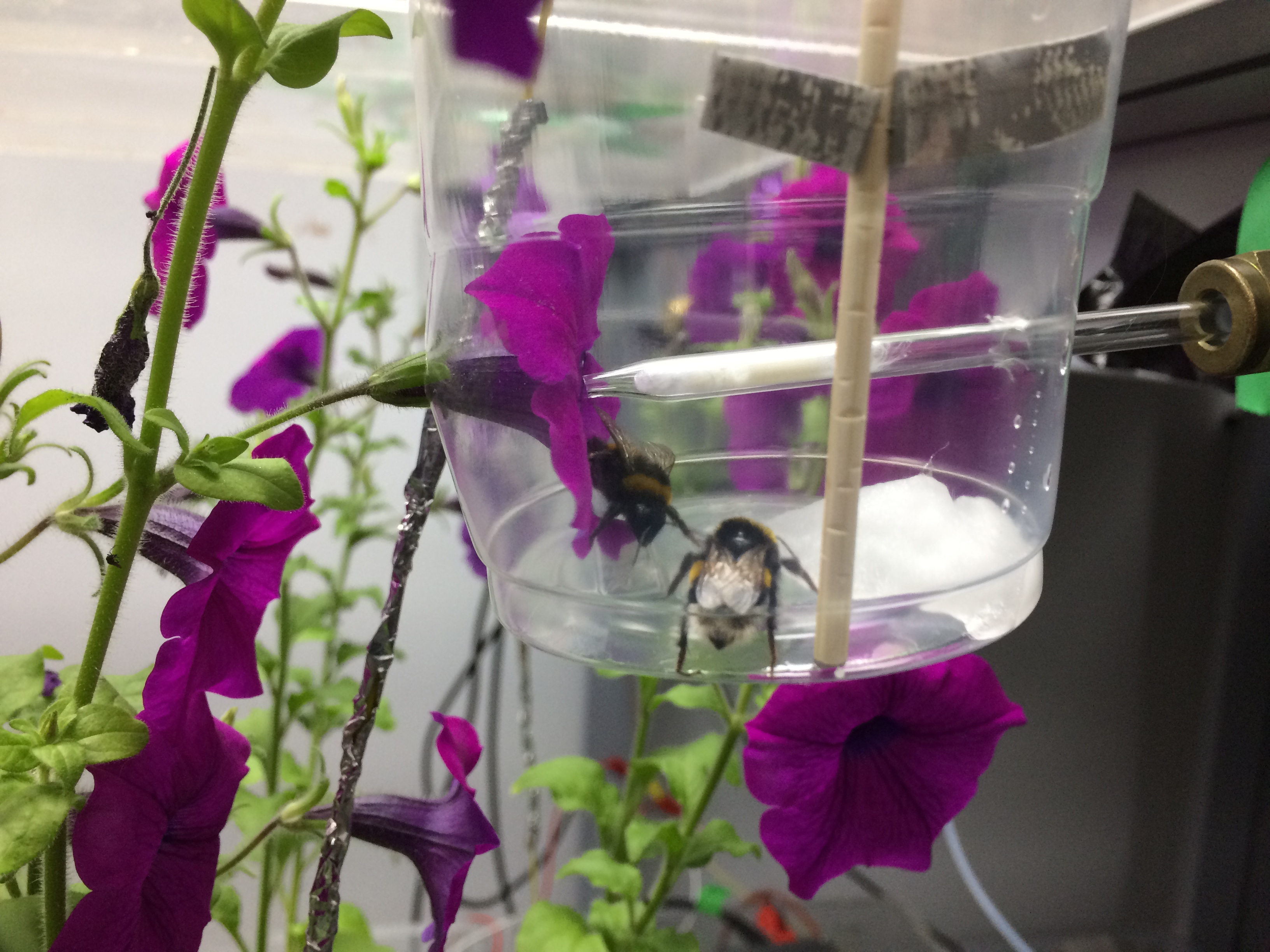 Using specially constructed foraging arenas, the team were able to measure the electrical charge carried by each bee (Clara Montgomery/University of Bristol/PA)