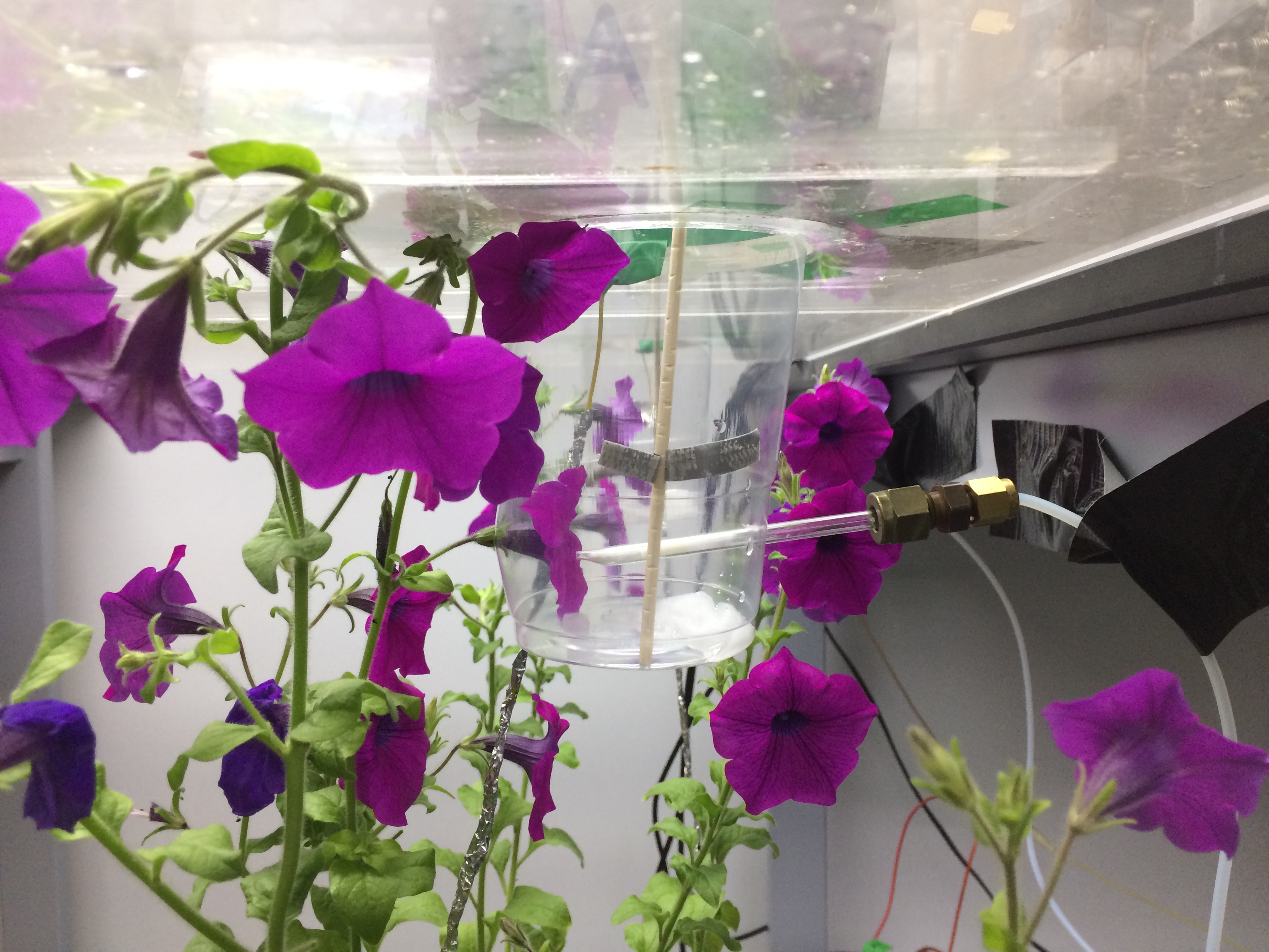 Pollinators have long been known to carry positive electric charges, but this is the first demonstration of plants using this to their advantage (Clara Montgomery/University of Bristol/PA)