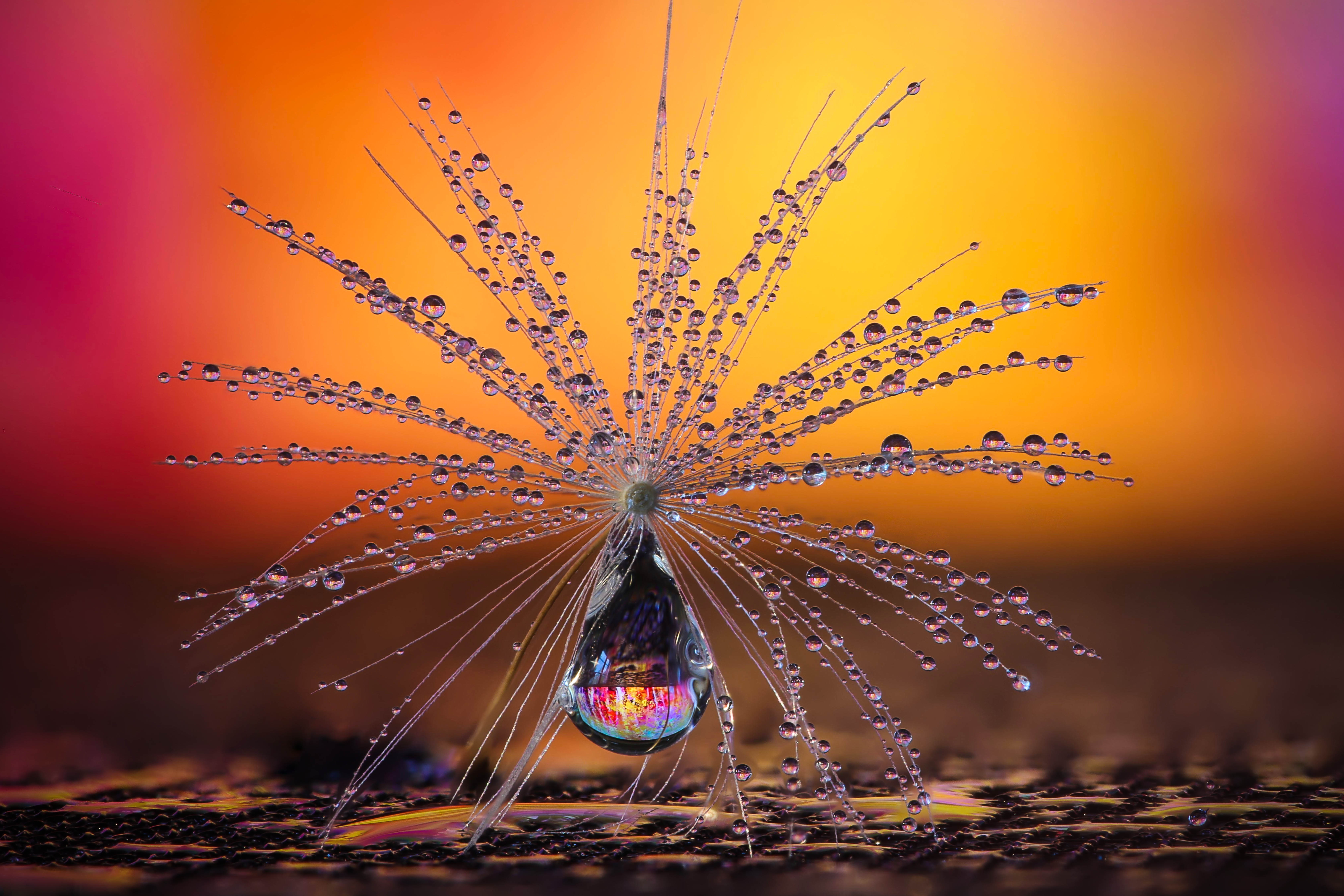 Rain droplets have been captured on this dandelion clock seed to create a striking image by Petra Jung from Switzerland