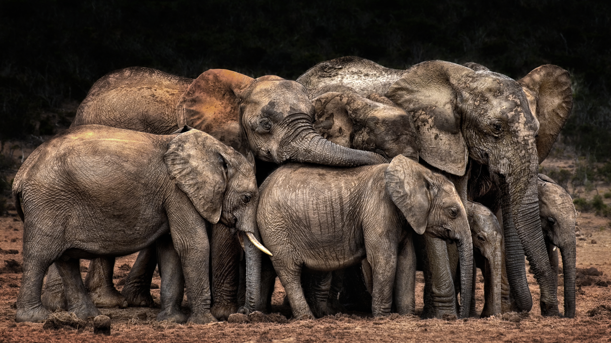 In South Africa, elephants old and young huddle together to keep each other safe, captured by Josef Schwarz from Germany