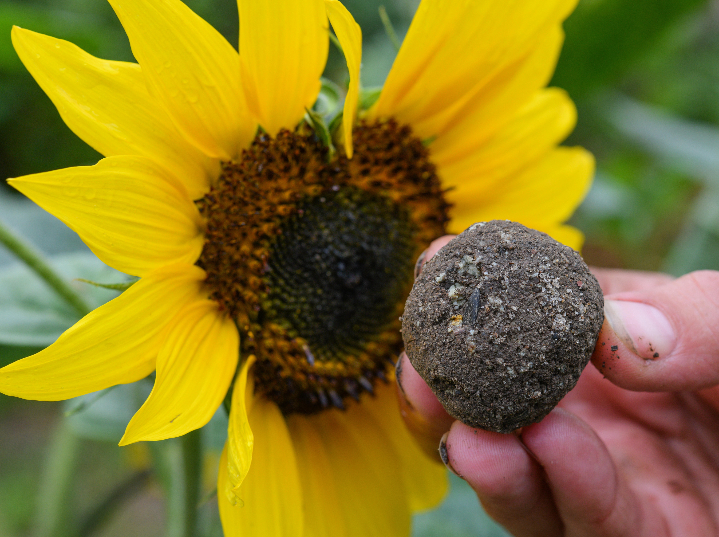 Someone holding a seedball next to a sunflower (Alamy/PA)