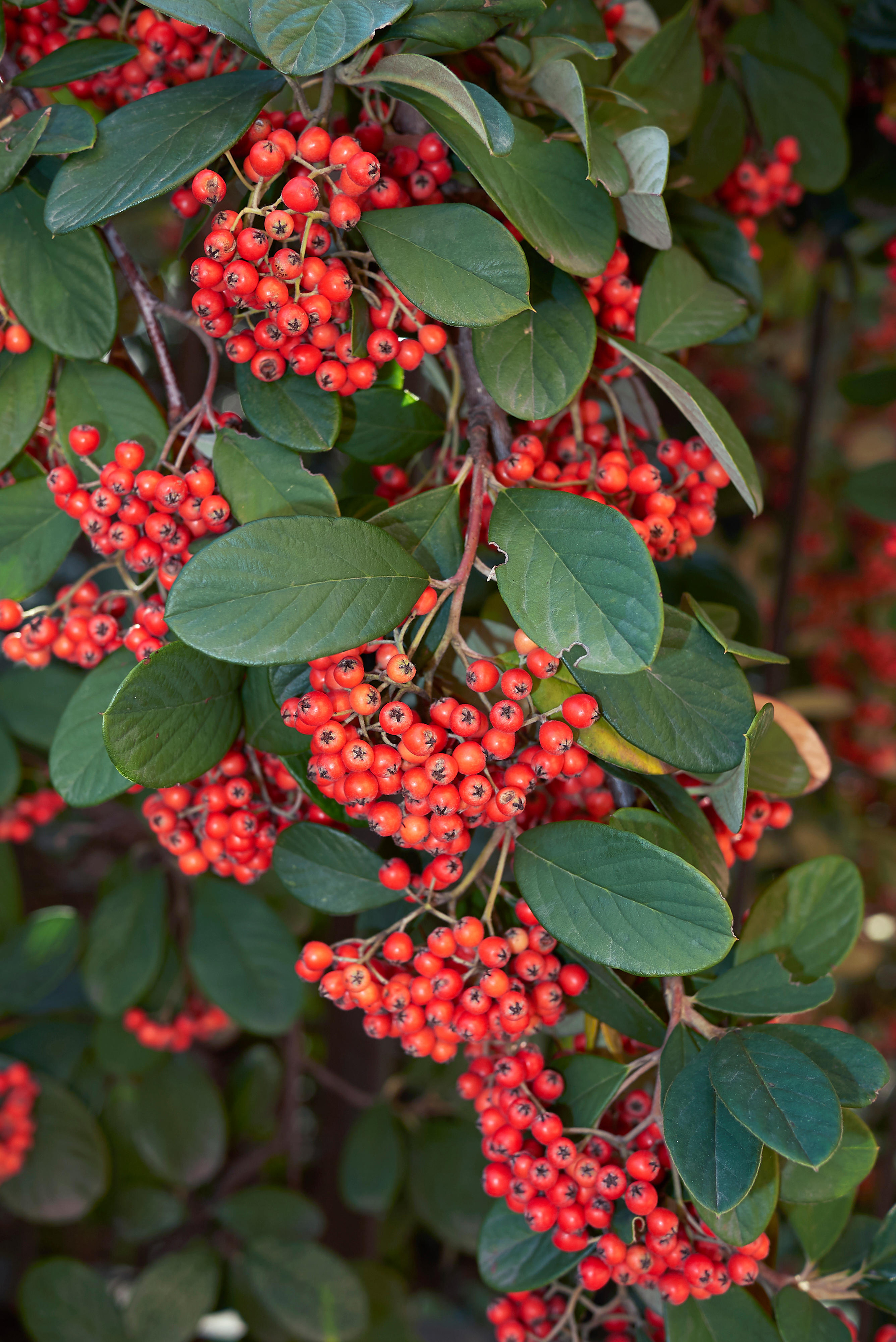 Cotoneaster lacteus covered in red berries (Alamy/PA)