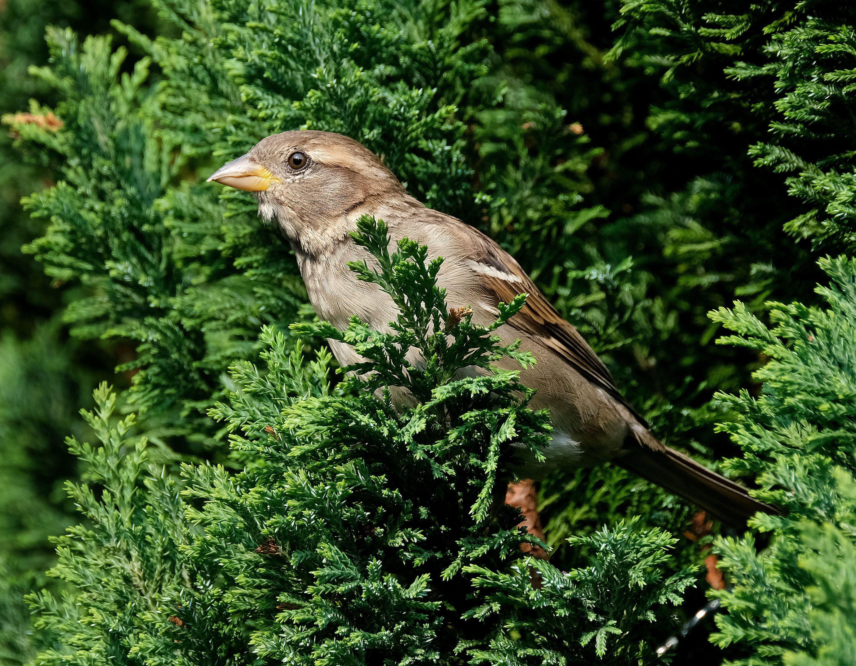 House sparrow in an urban hedge (Alamy/PA)