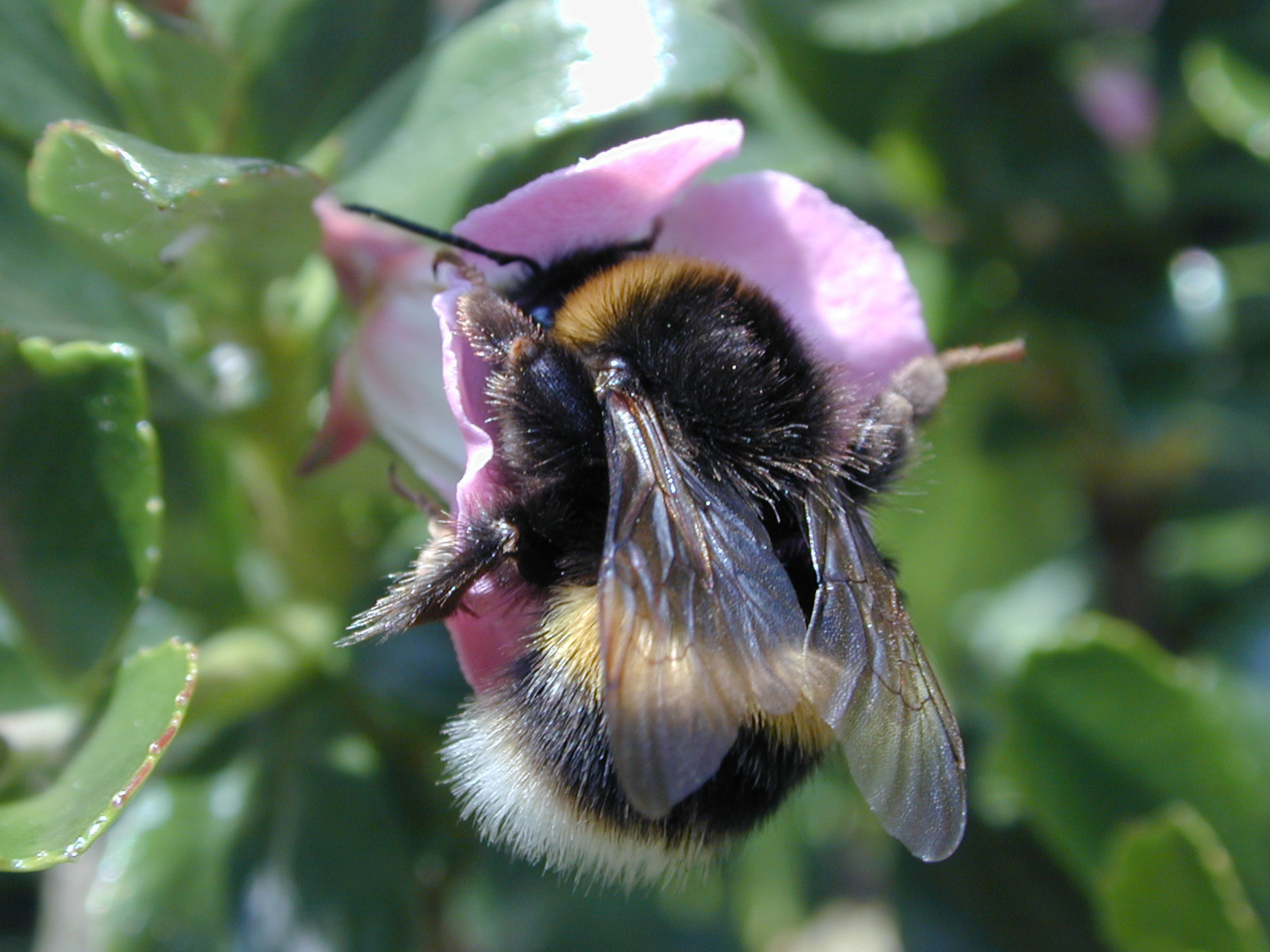 Bumble bee on escallonia flowers (Alamy/PA)