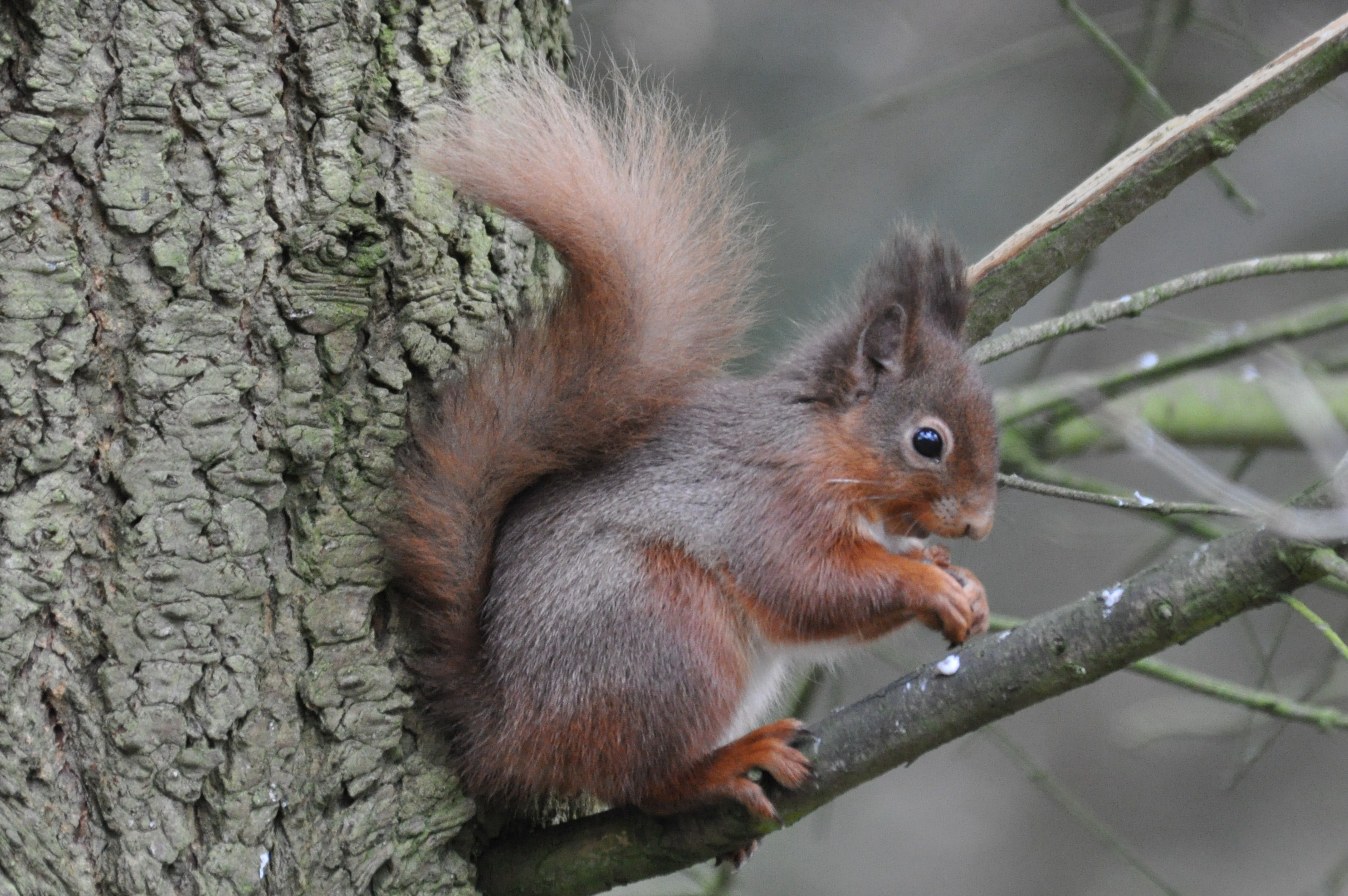 Red squirrel at Wallington, Northumberland (Norman Scott/National Trust/PA)