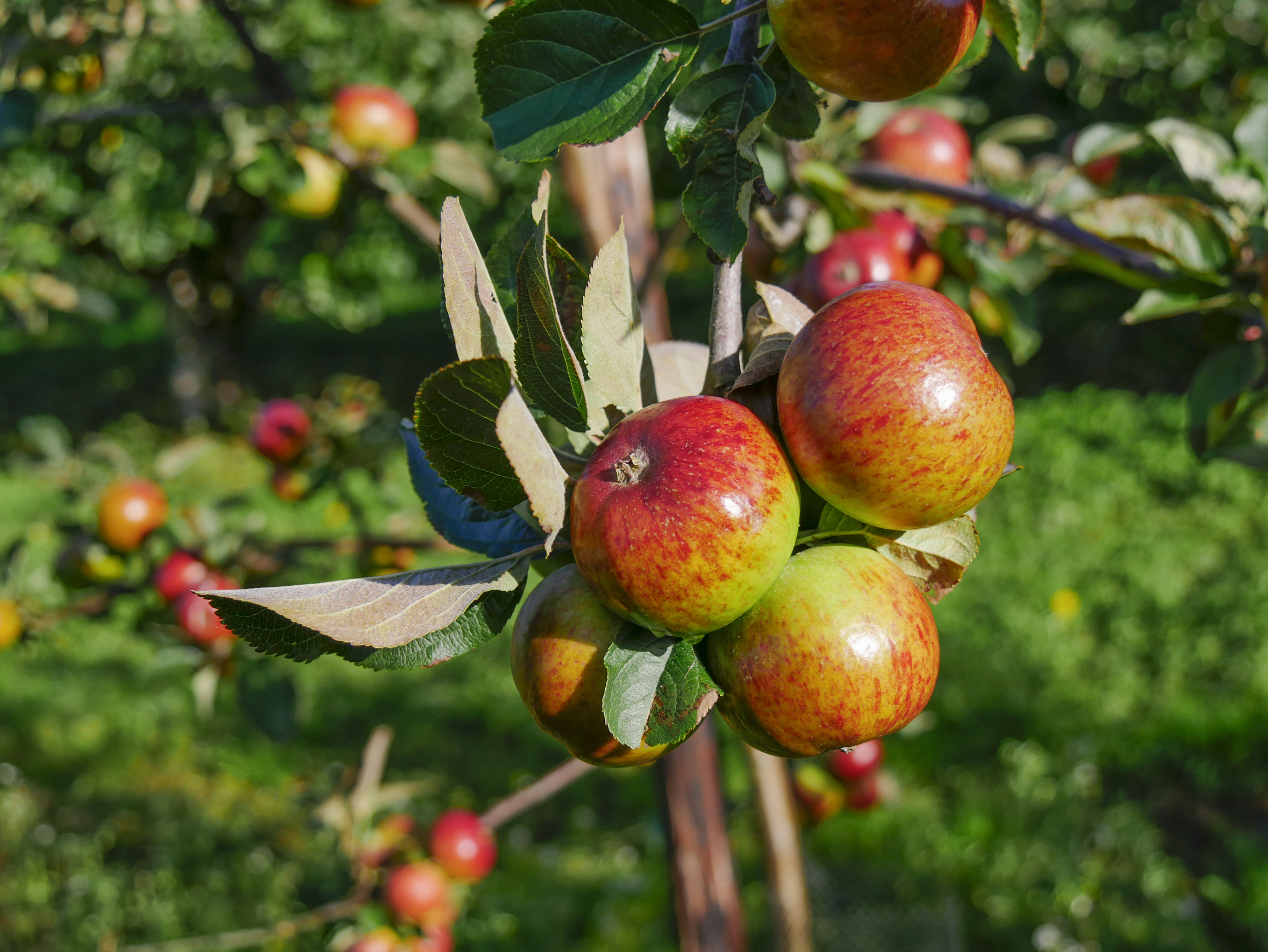 Orchard apples at Ardress House (Colin Beacom/National Trust Images/PA)