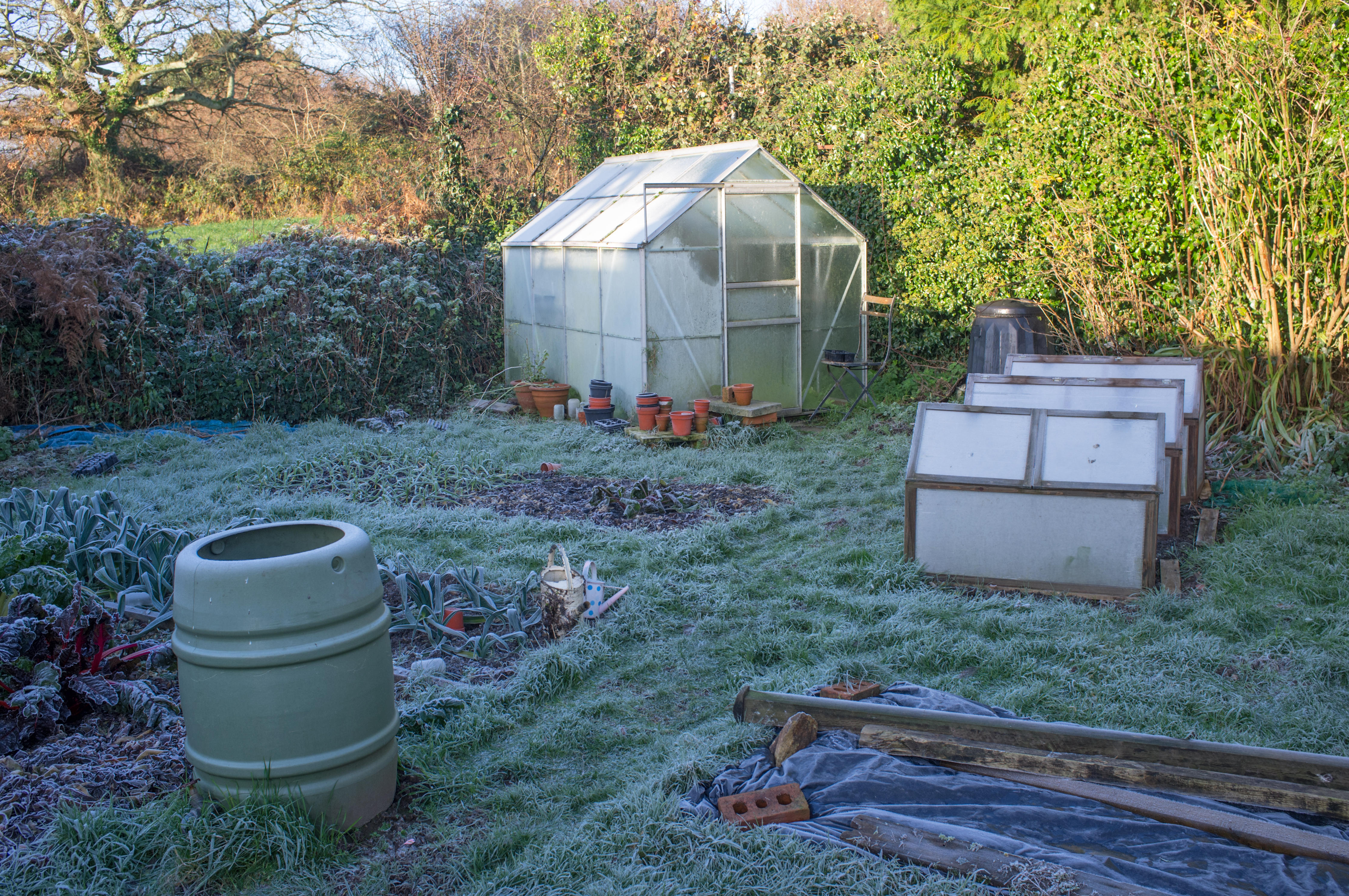 A frosty garden