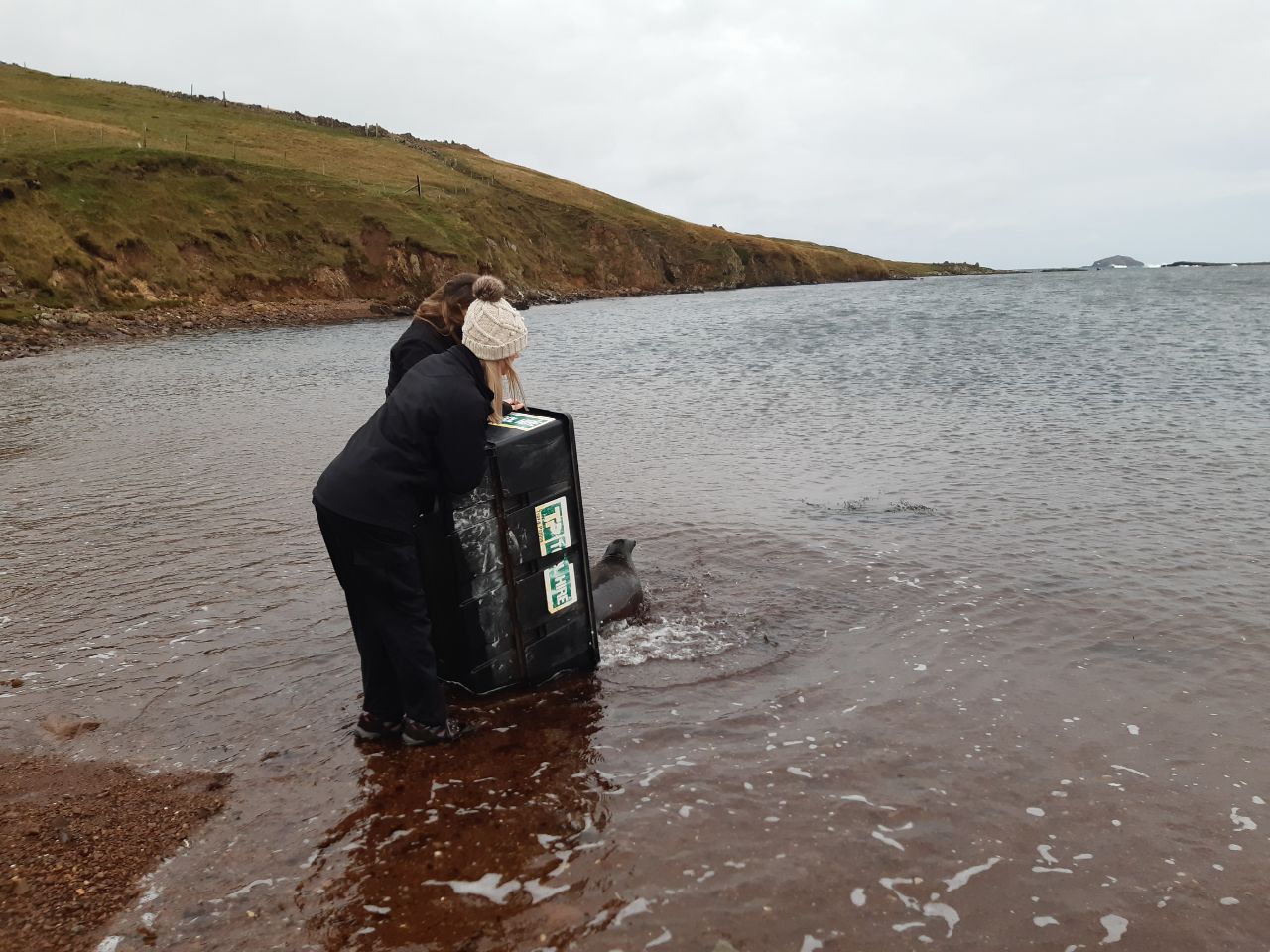 Hispi the seal being released into water of Shetland by SSPCA stafff