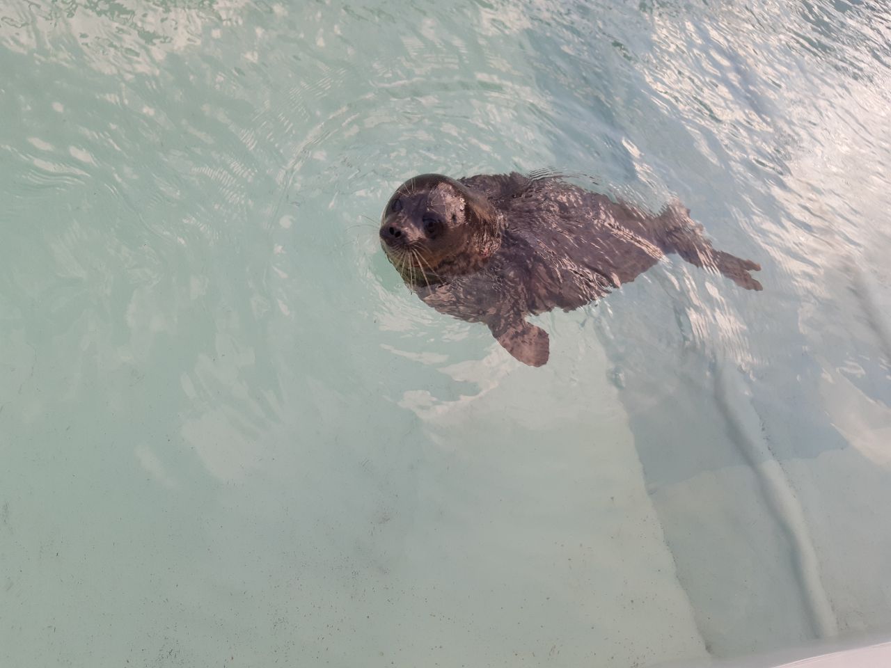 Hispi the seal swimming in a pool on Shetland