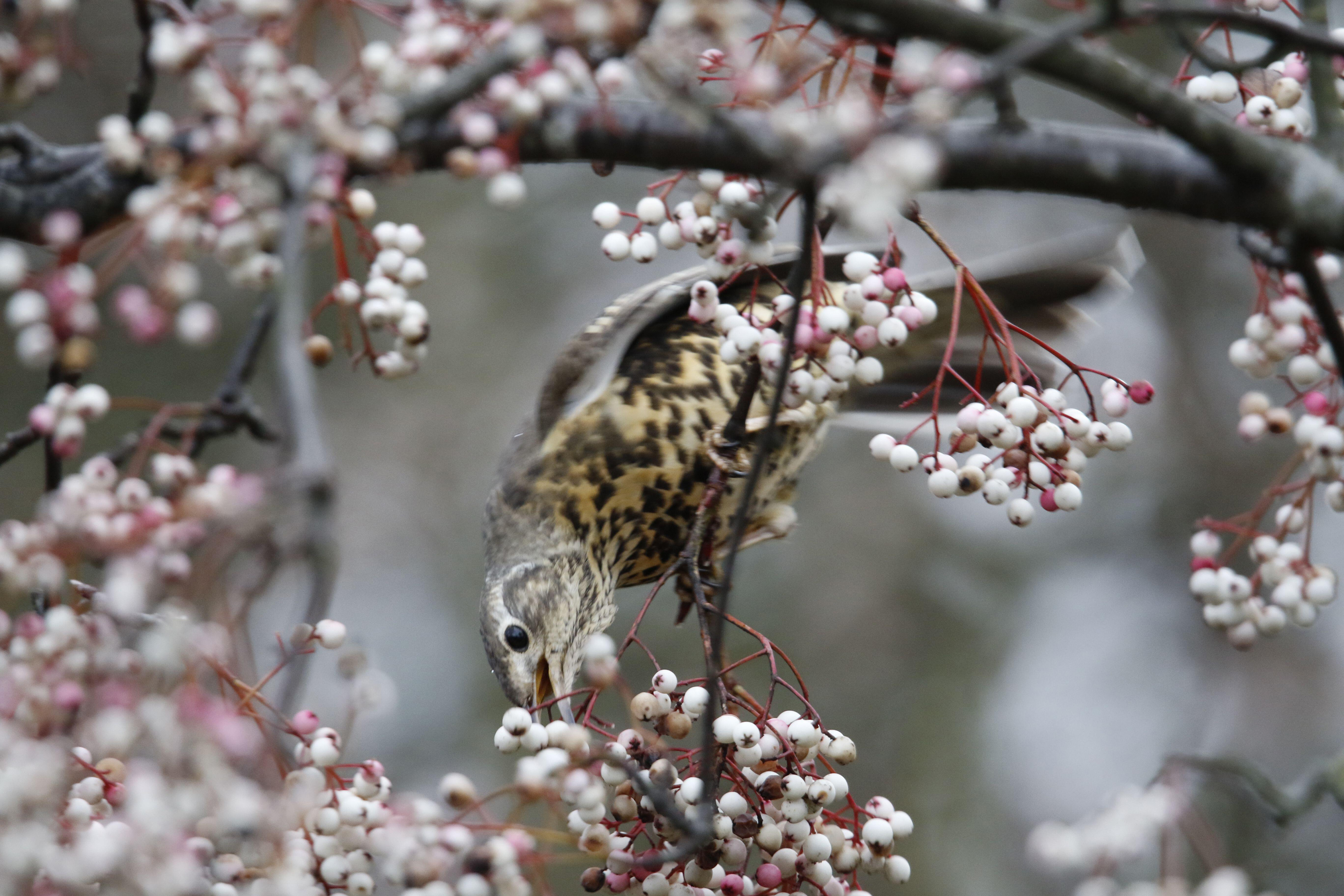 Mistle thrush feeding on winter berries (Alamy/PA)