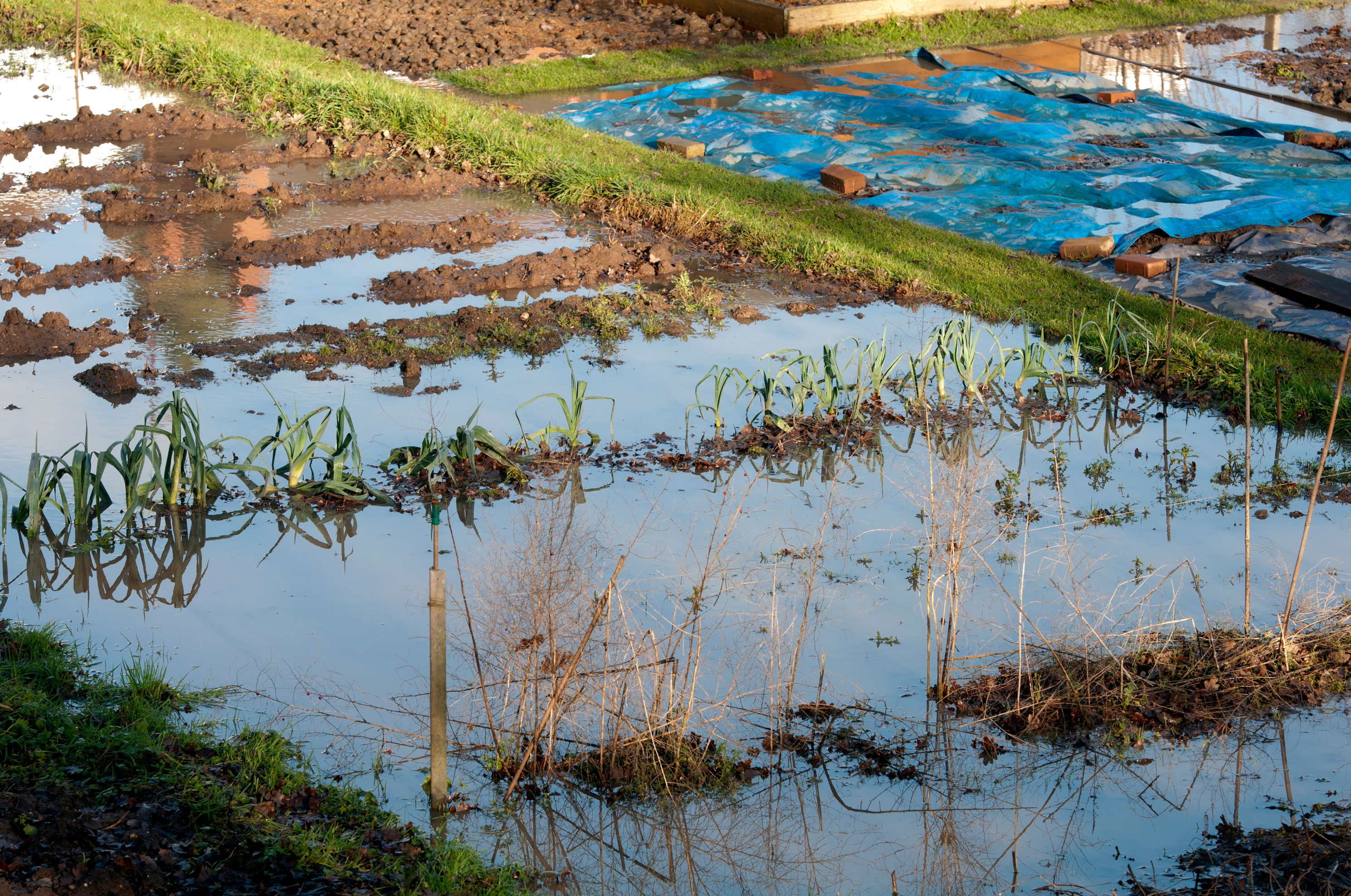 A flooded allotment (Alamy/PA)