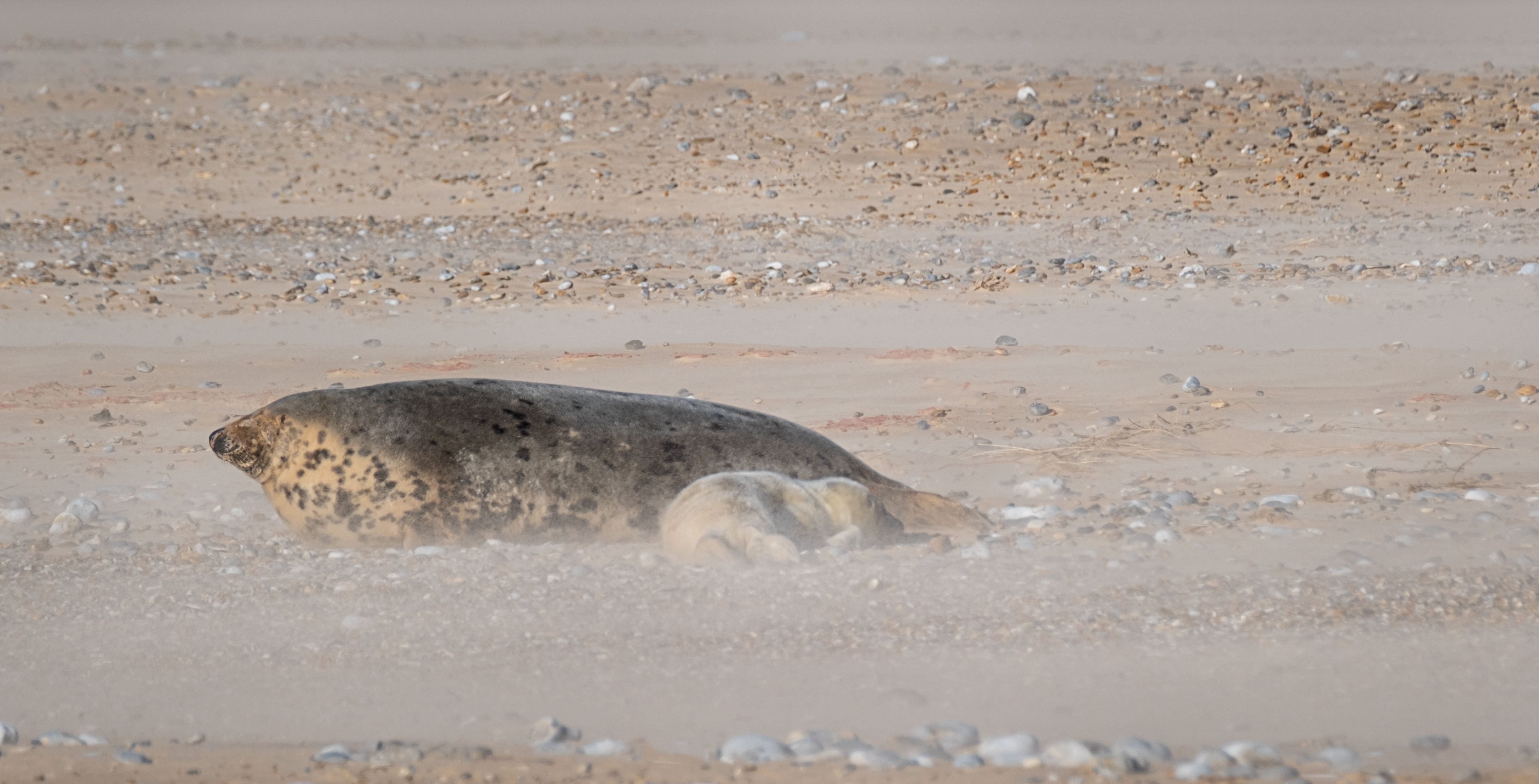 The first grey seal pup of the season has been born at Blakeney Point in Norfolk. (Hanne Siebers/ National Trust/ PA)