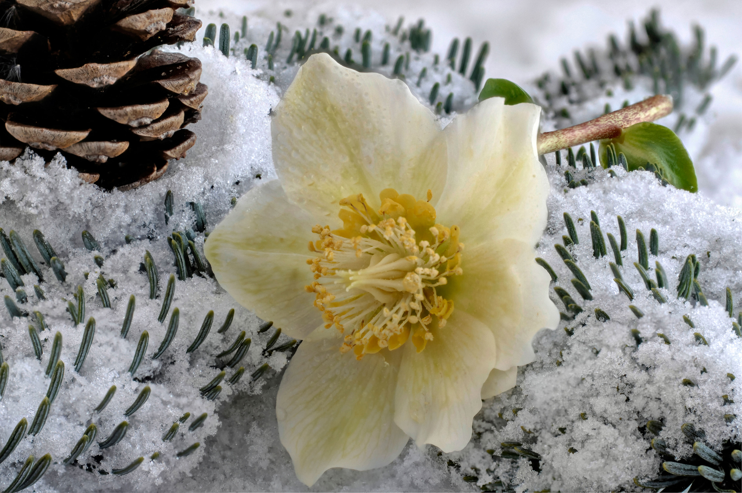 Hellebores can be used in winter tablescapes (Alamy/PA)